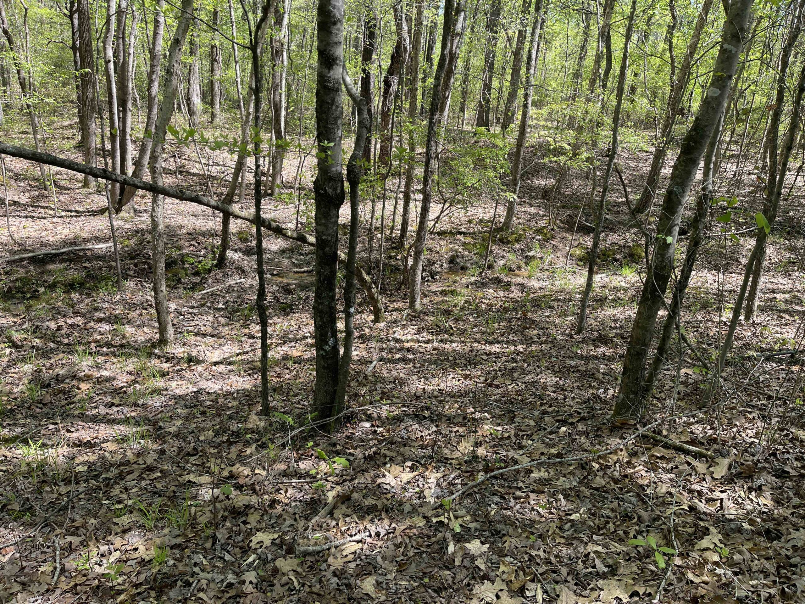 WOODED LAND FOR SALE IN TN, HUNTING LAND, LAND TO BUILD ON IN MCNAIRY COUNTY