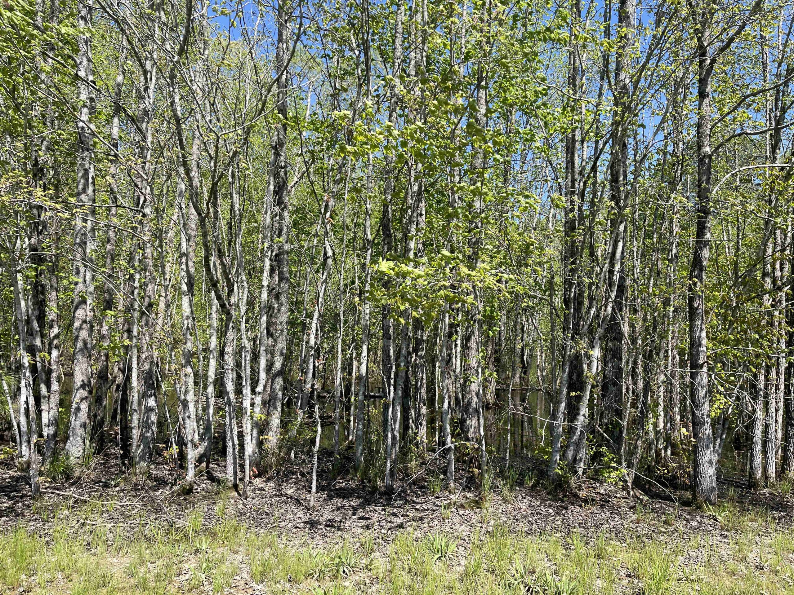 WOODED LAND FOR SALE IN TN, HUNTING LAND, LAND TO BUILD ON IN MCNAIRY COUNTY