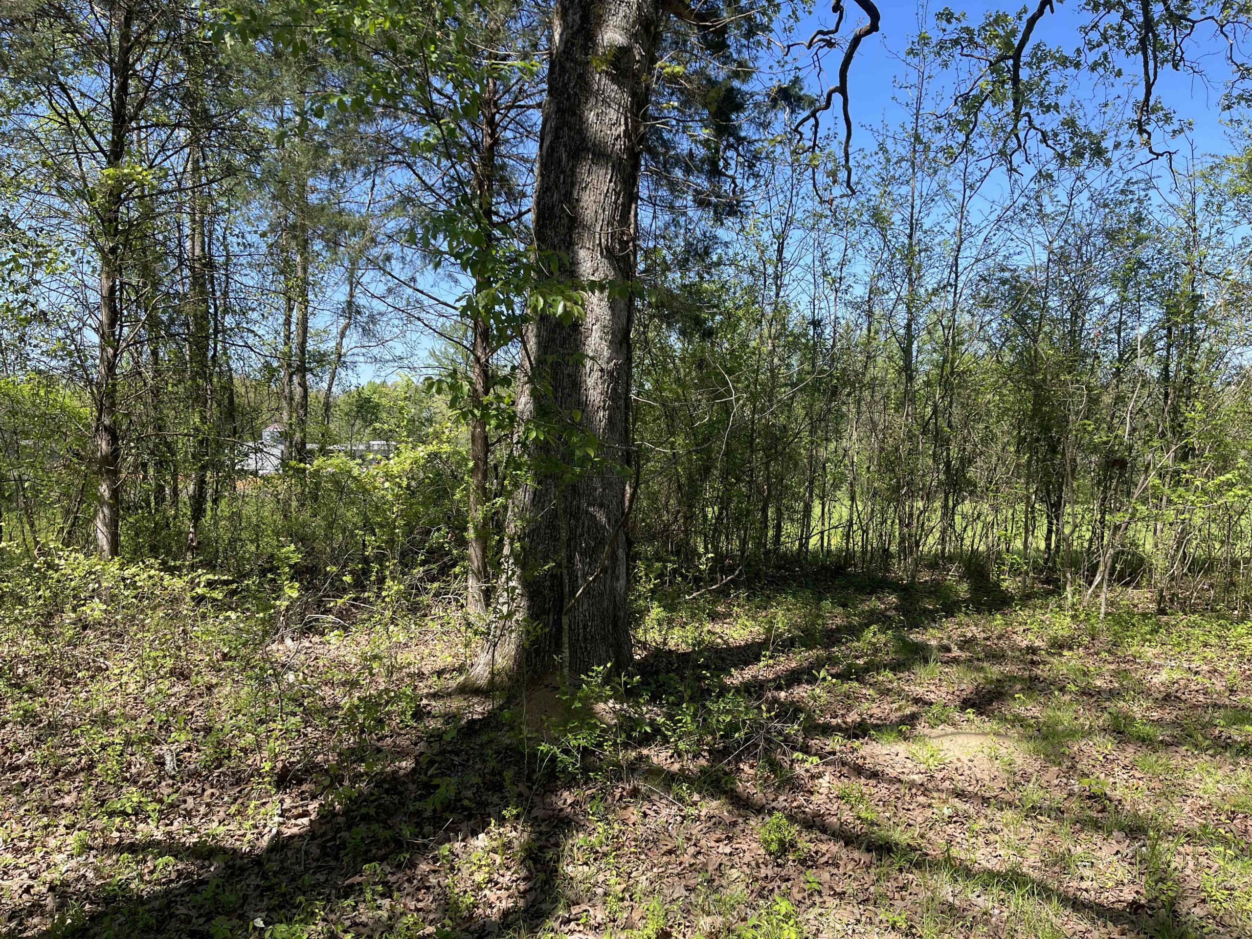 WOODED LAND FOR SALE IN TN, HUNTING LAND, LAND TO BUILD ON IN MCNAIRY COUNTY