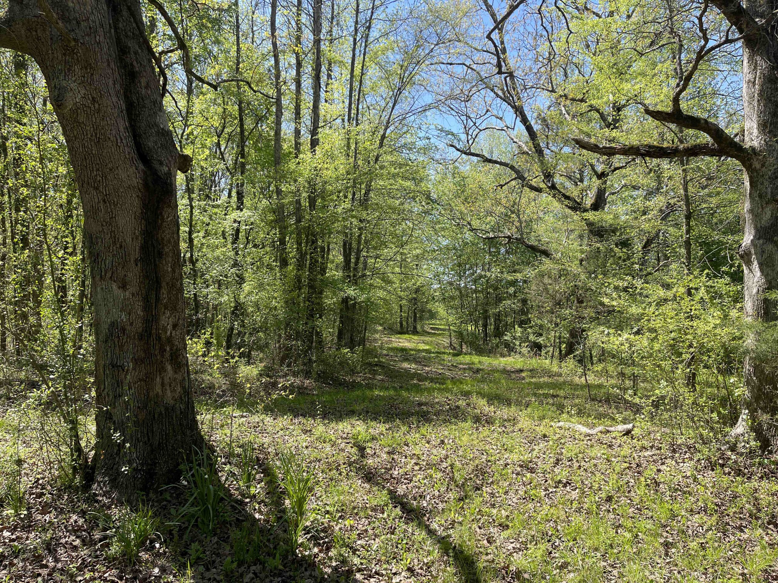 WOODED LAND FOR SALE IN TN, HUNTING LAND, LAND TO BUILD ON IN MCNAIRY COUNTY