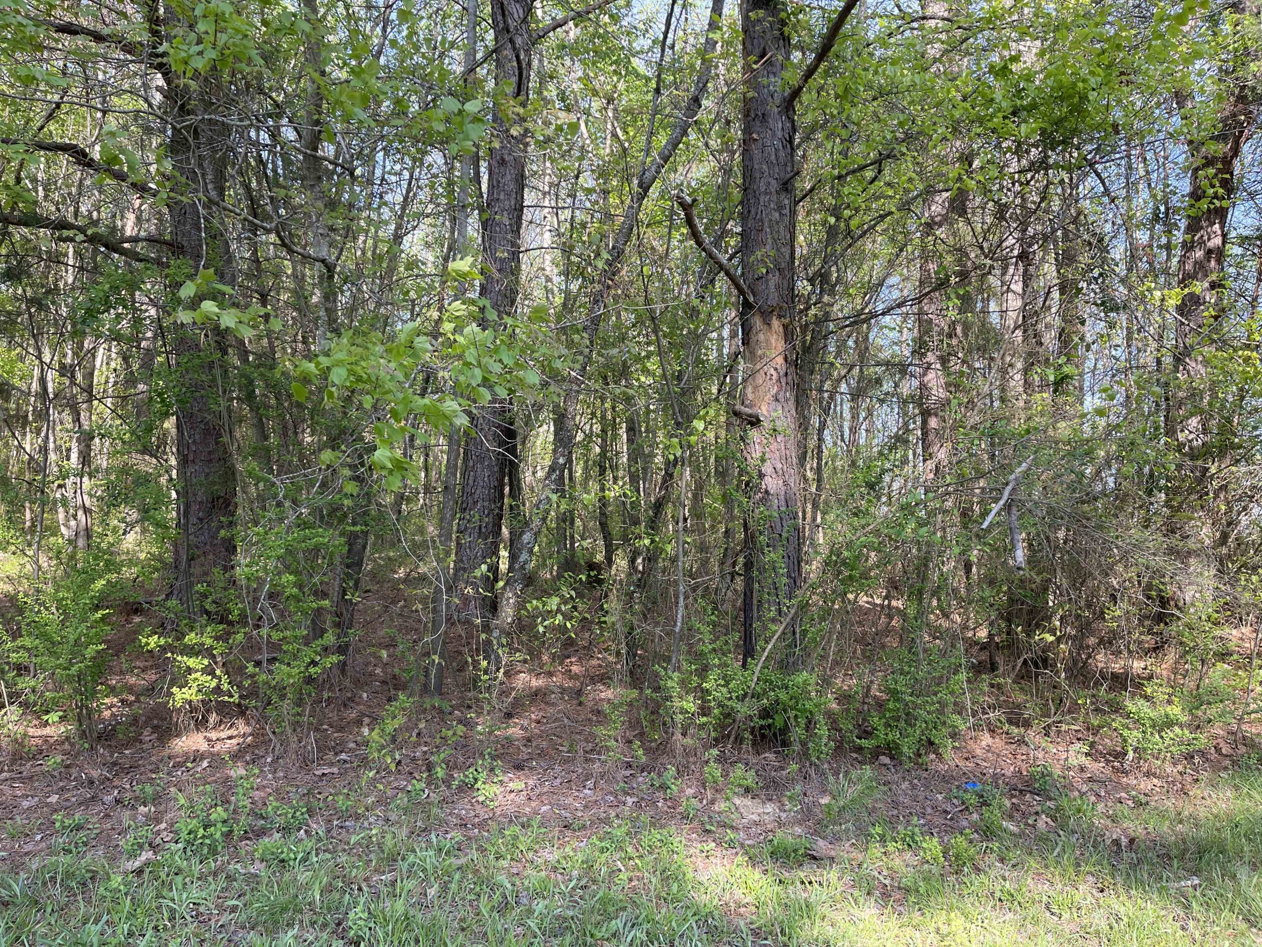WOODED LAND FOR SALE IN TN, HUNTING LAND, LAND TO BUILD ON IN MCNAIRY COUNTY