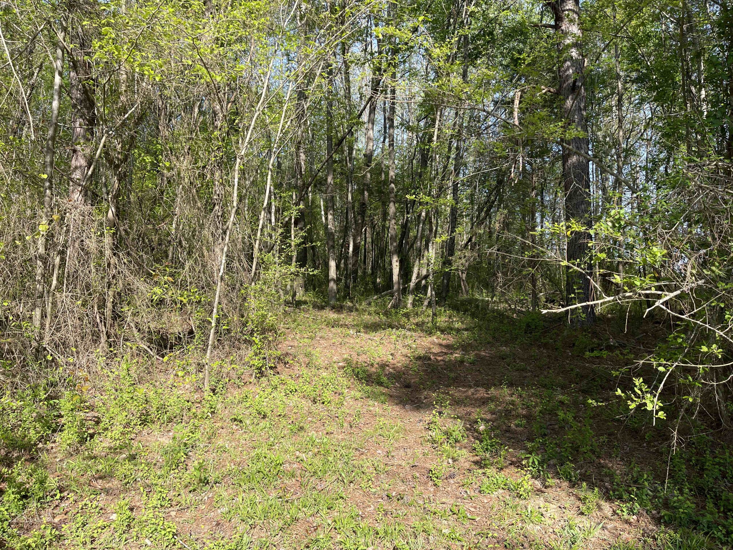 WOODED LAND FOR SALE IN TN, HUNTING LAND, LAND TO BUILD ON IN MCNAIRY COUNTY
