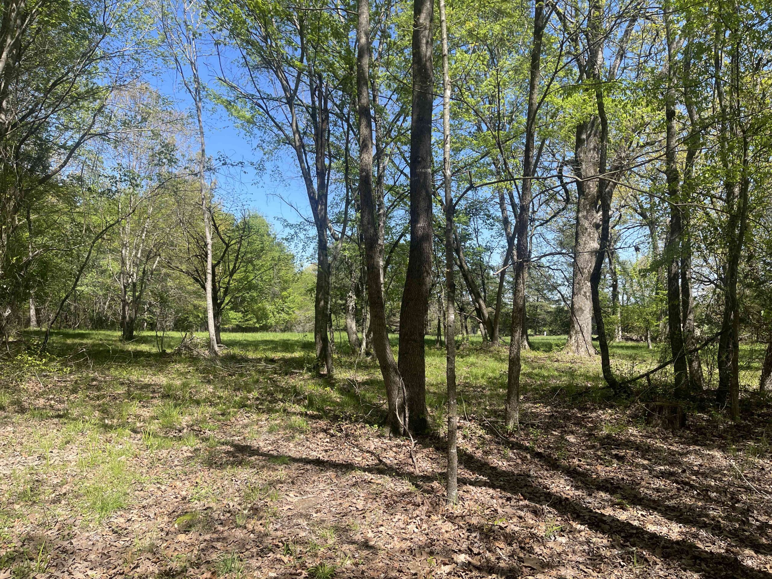 WOODED LAND FOR SALE IN TN, HUNTING LAND, LAND TO BUILD ON IN MCNAIRY COUNTY