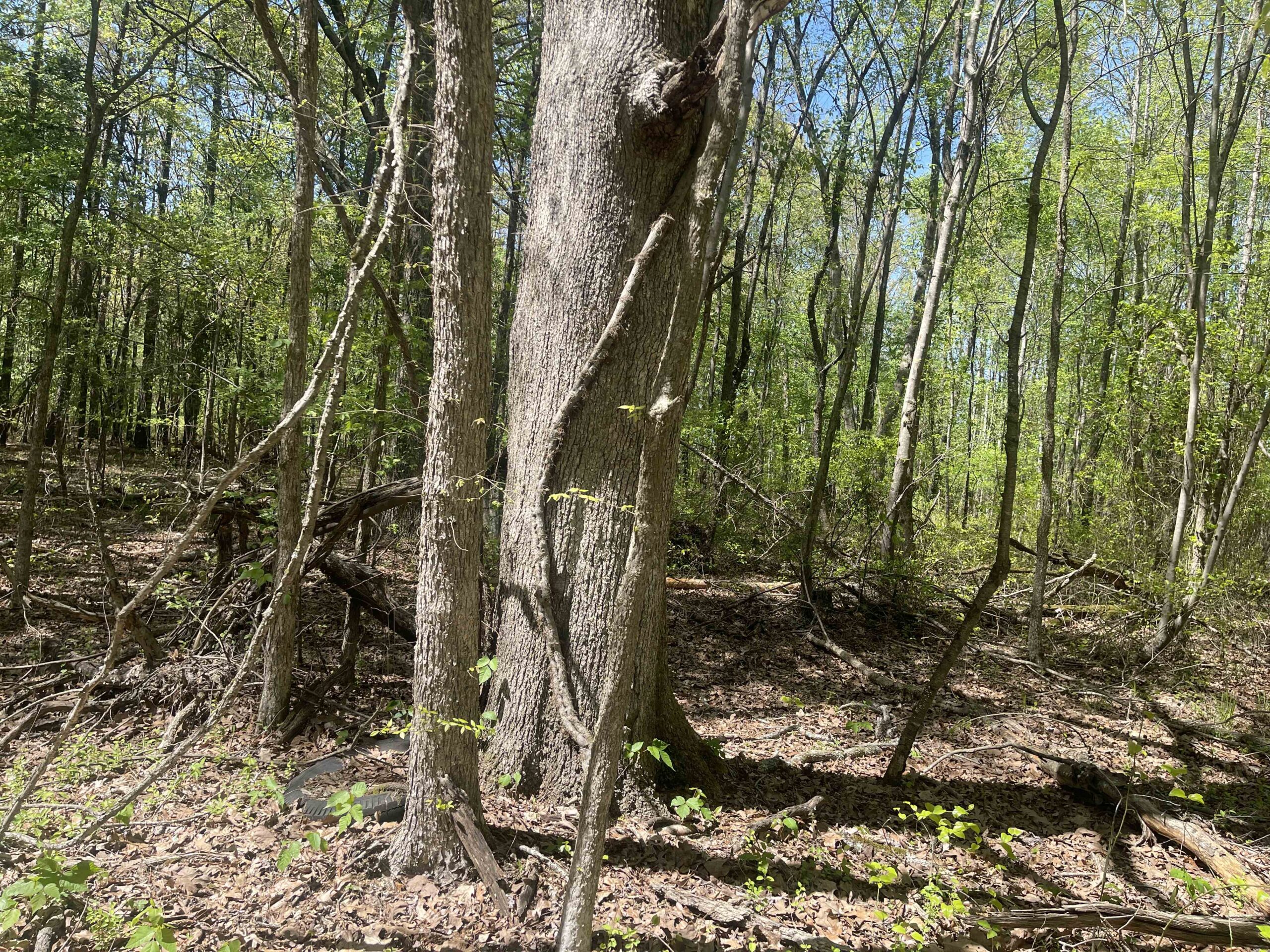 WOODED LAND FOR SALE IN TN, HUNTING LAND, LAND TO BUILD ON IN MCNAIRY COUNTY