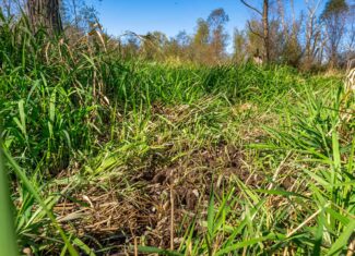 Trempealeau County Riverfront Hunting Land for Sale
