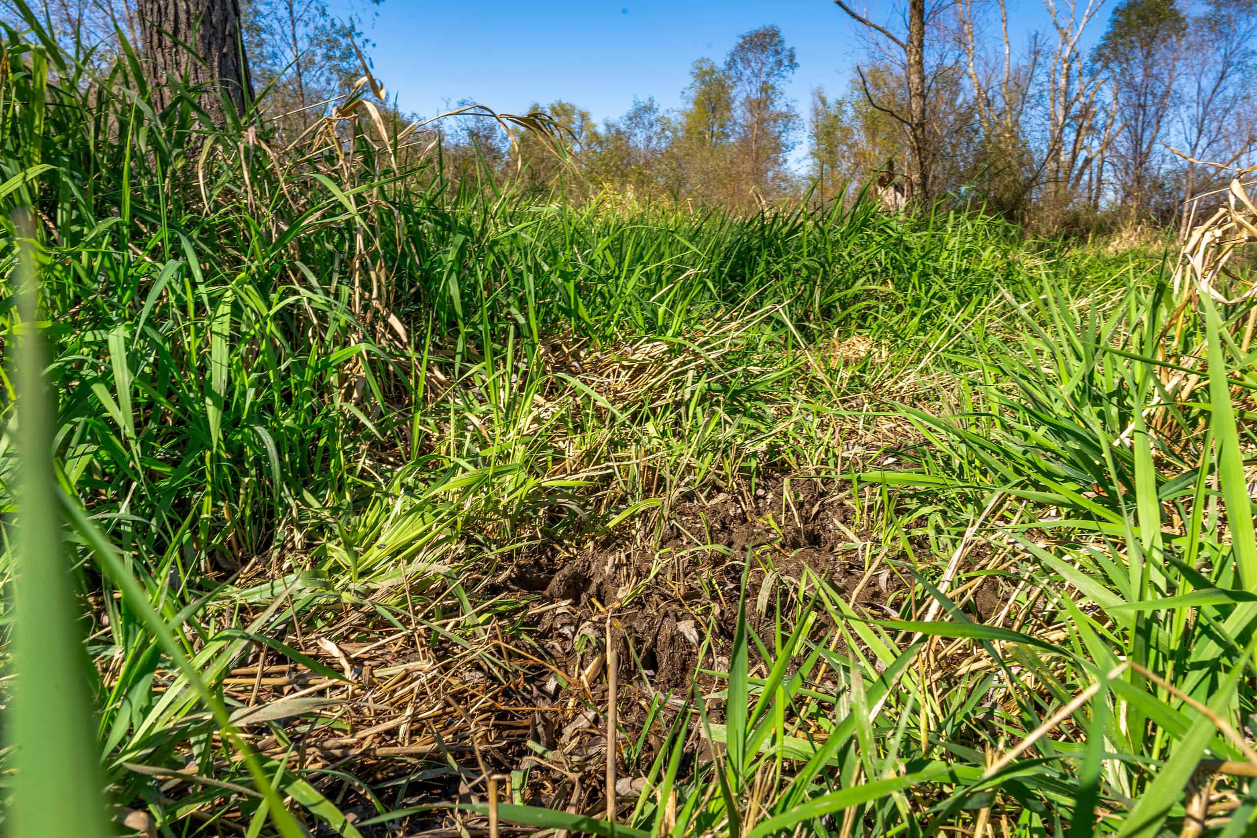 Trempealeau County Riverfront Hunting Land for Sale