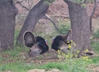 44.574 Acres of Central Texas Hunting Land for Sale