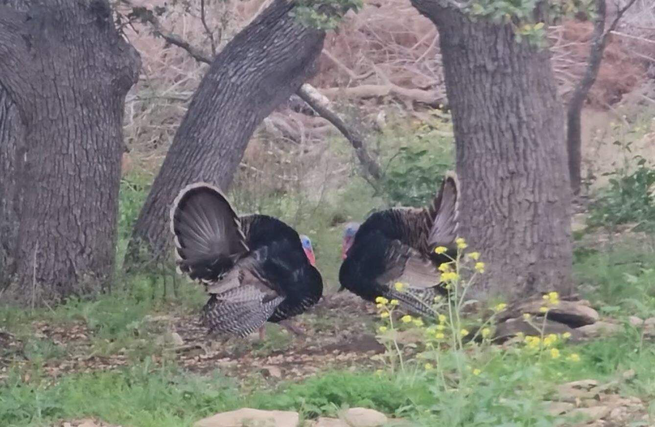 44.574 Acres of Central Texas Hunting Land for Sale