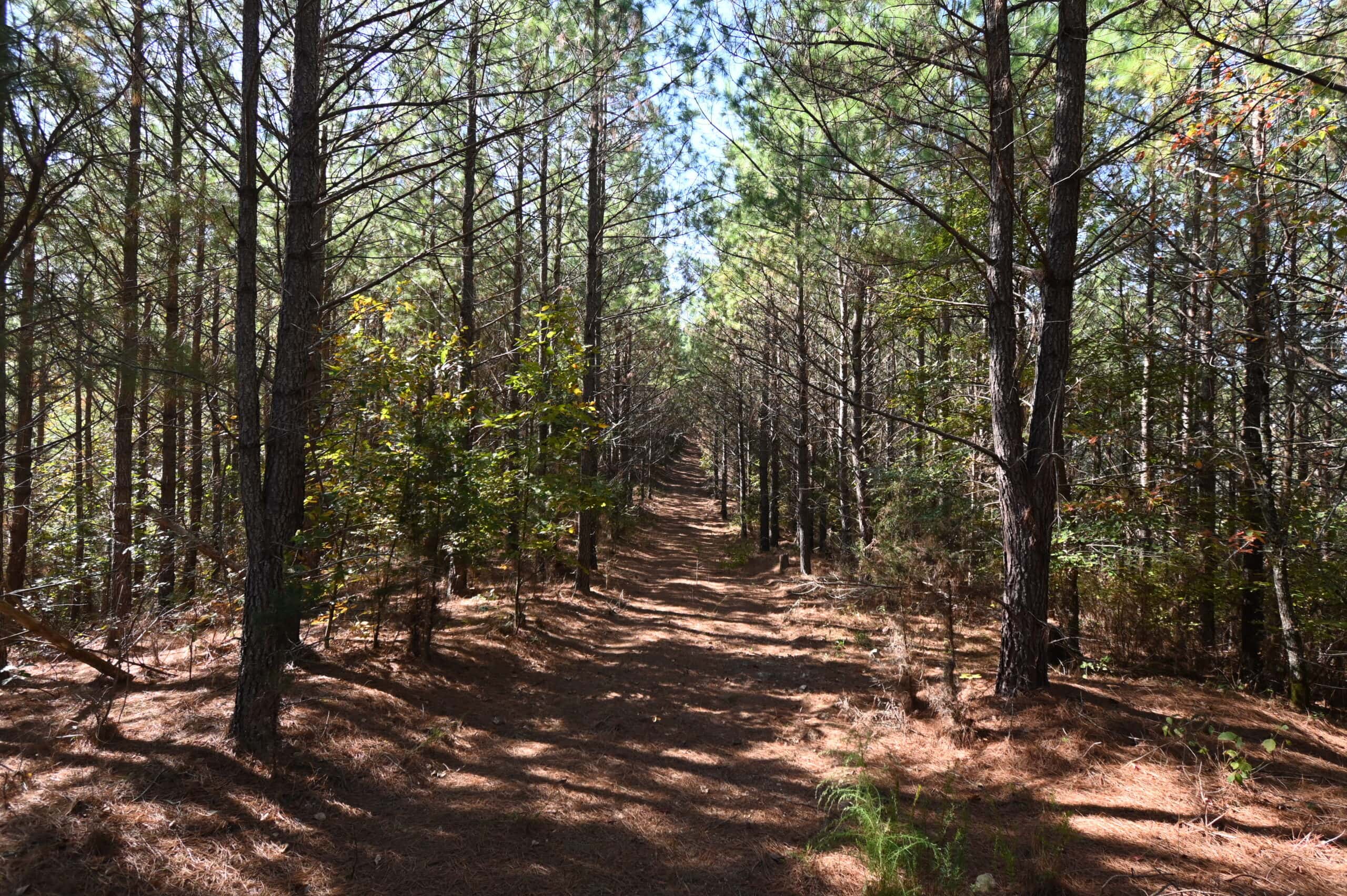 79.49 Acres Hunting and Timberland For Sale in Linden, TN