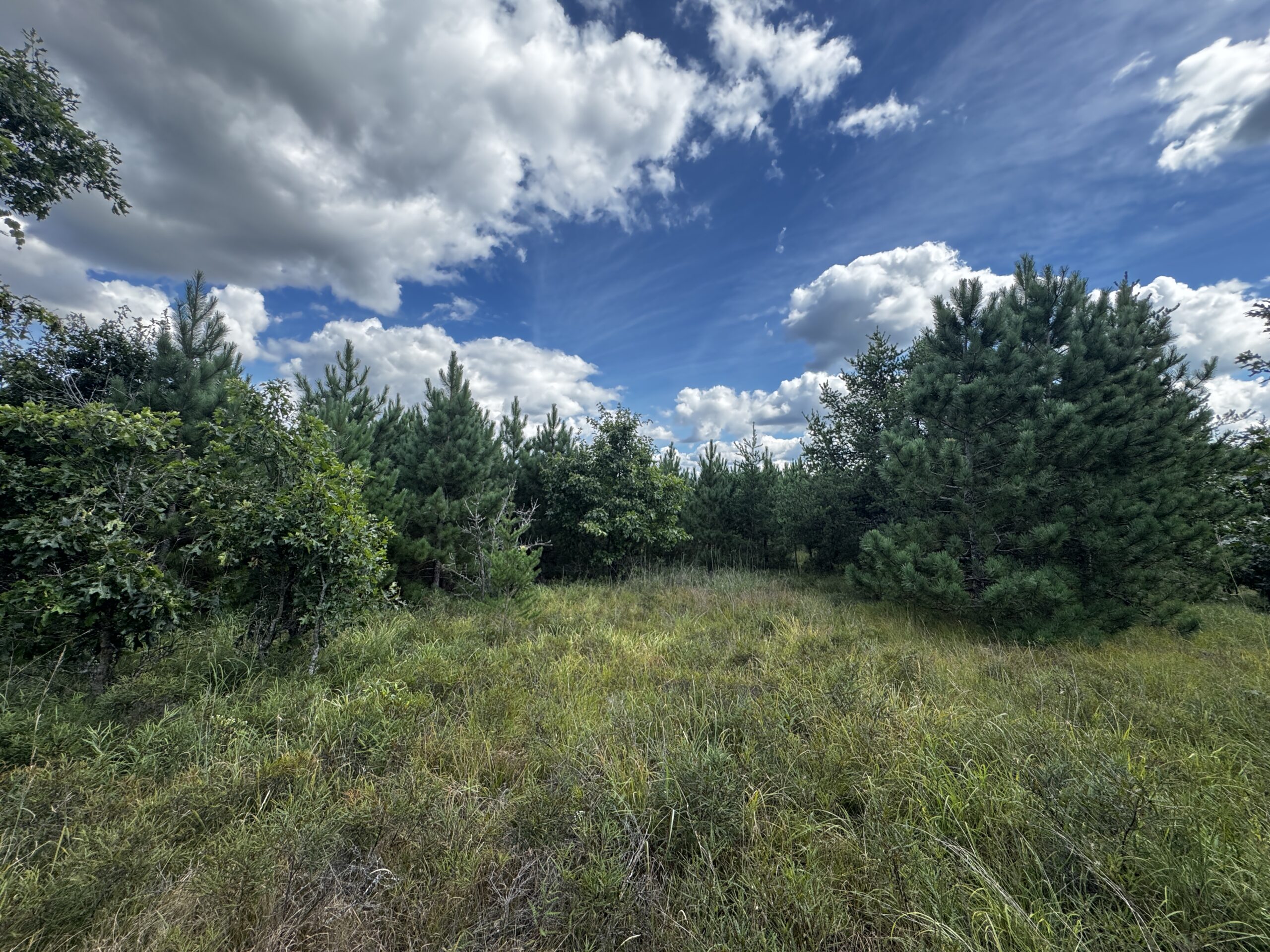 40-acre timber tract in Adams County