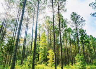 701 Acre Timber & Hunting Land Prentiss Co MS
