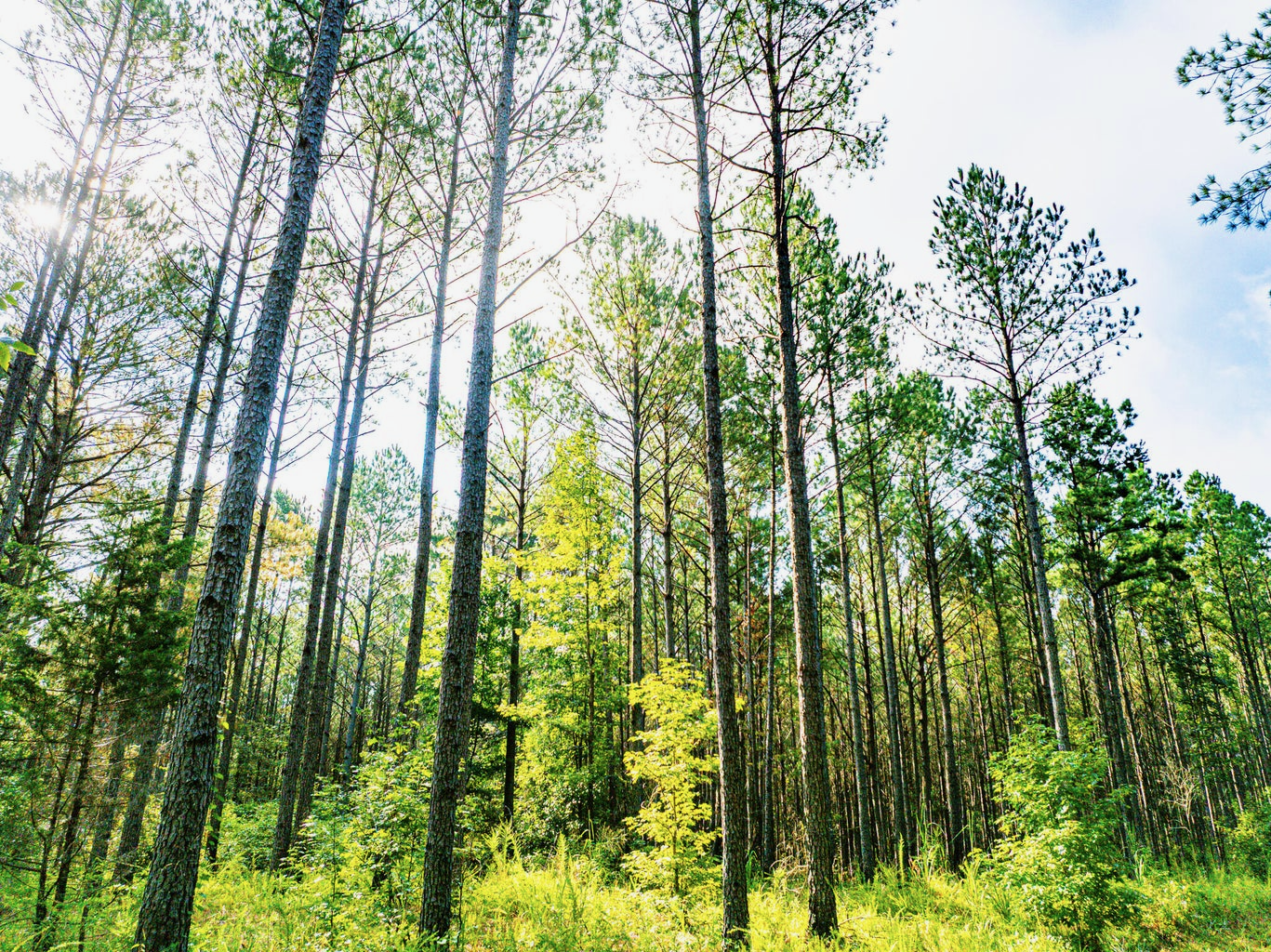 701 Acre Timber & Hunting Land Prentiss Co MS