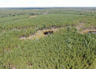 40-acre timber tract in the Town of Monroe, Adams County