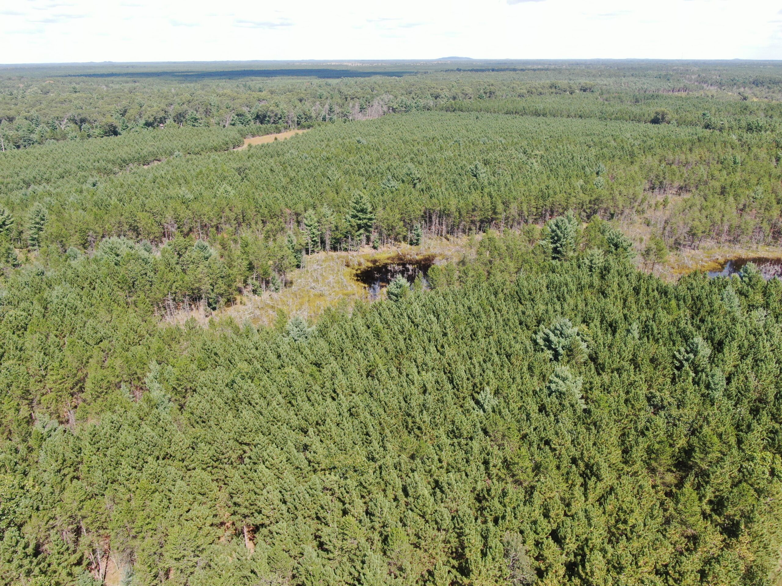 40-acre timber tract in the Town of Monroe, Adams County