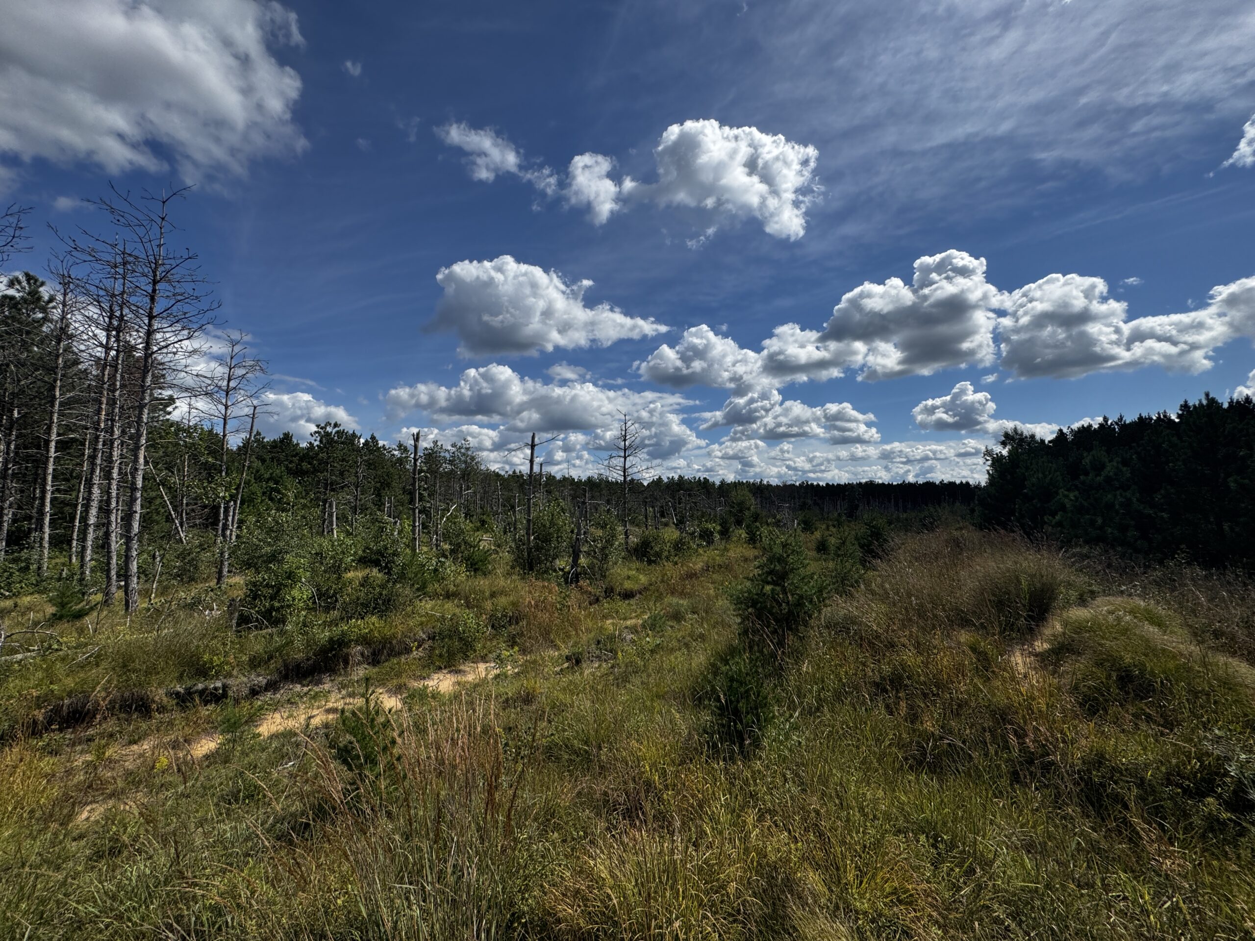 40-acre timber tract in Adams County