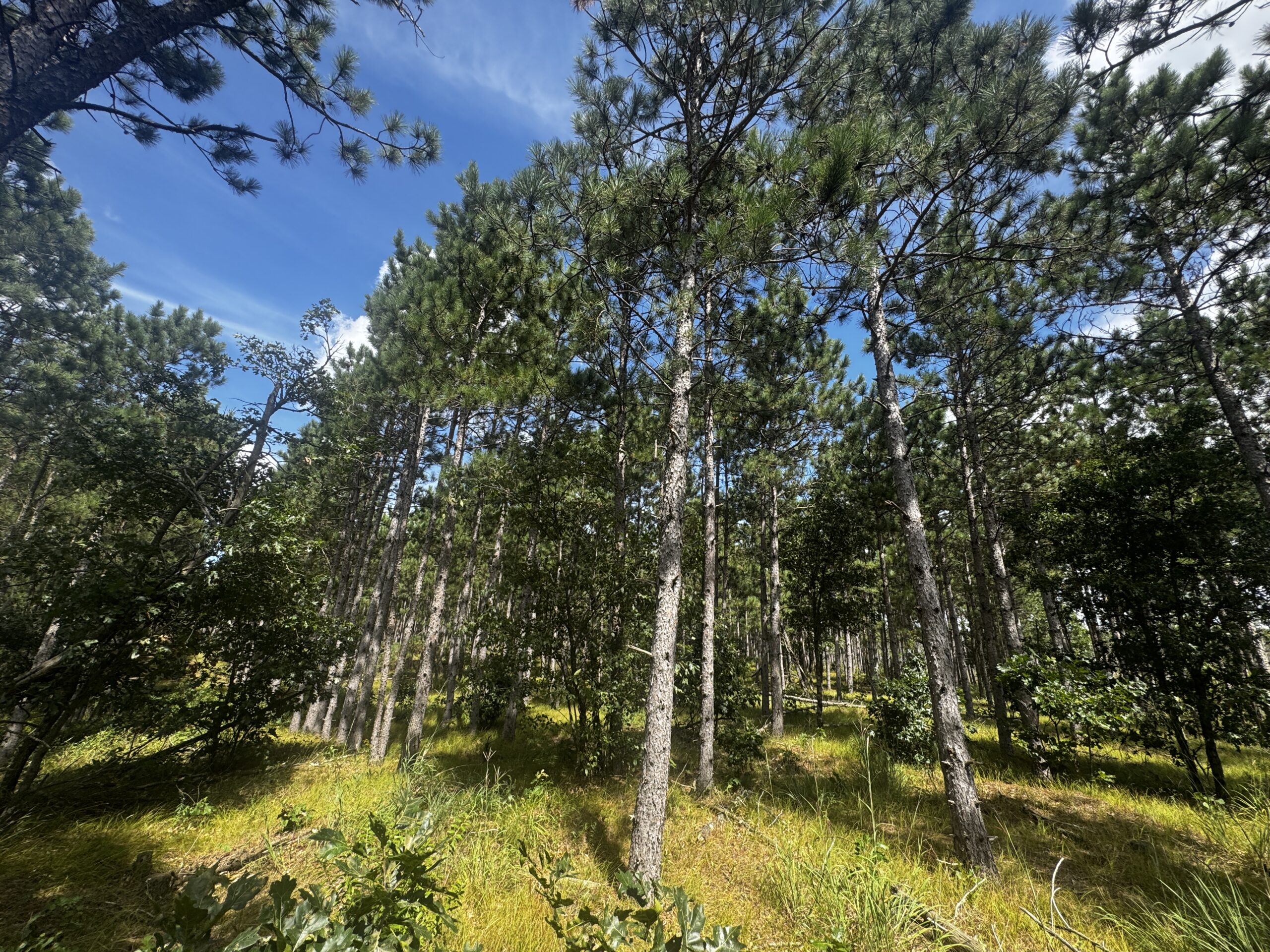 80-acre timber tract in Adams County