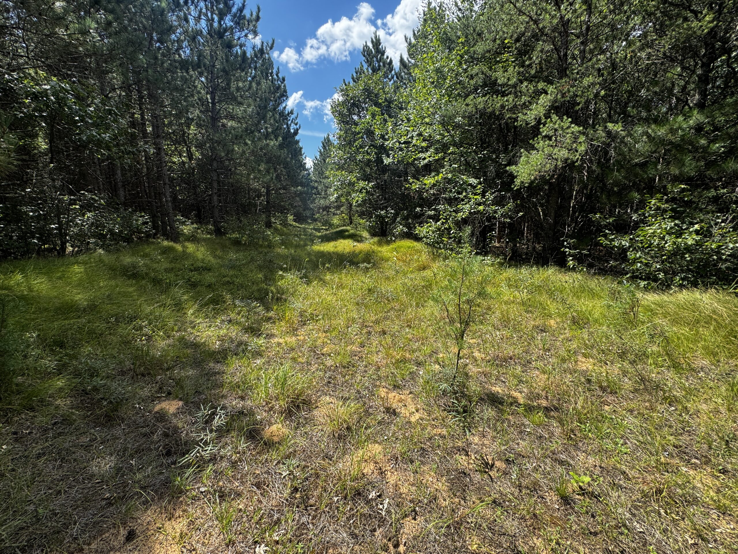 40-acre timbered tract in the Town of Big Flats