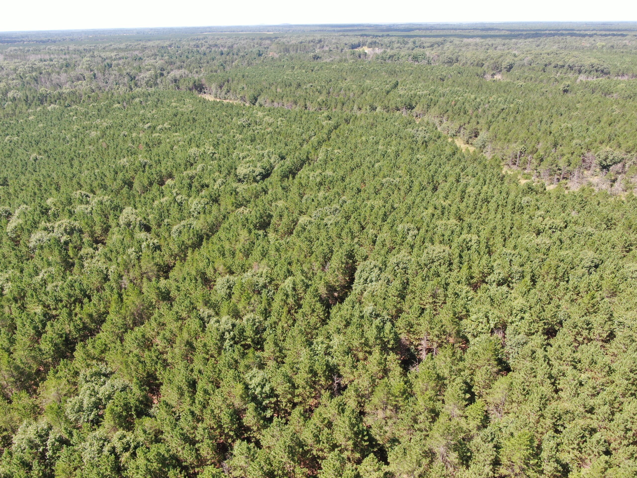 80-acre timber tract in the Town of Big Flats