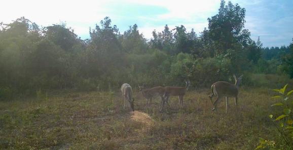 40 Acres Beauregaurd Parish LA