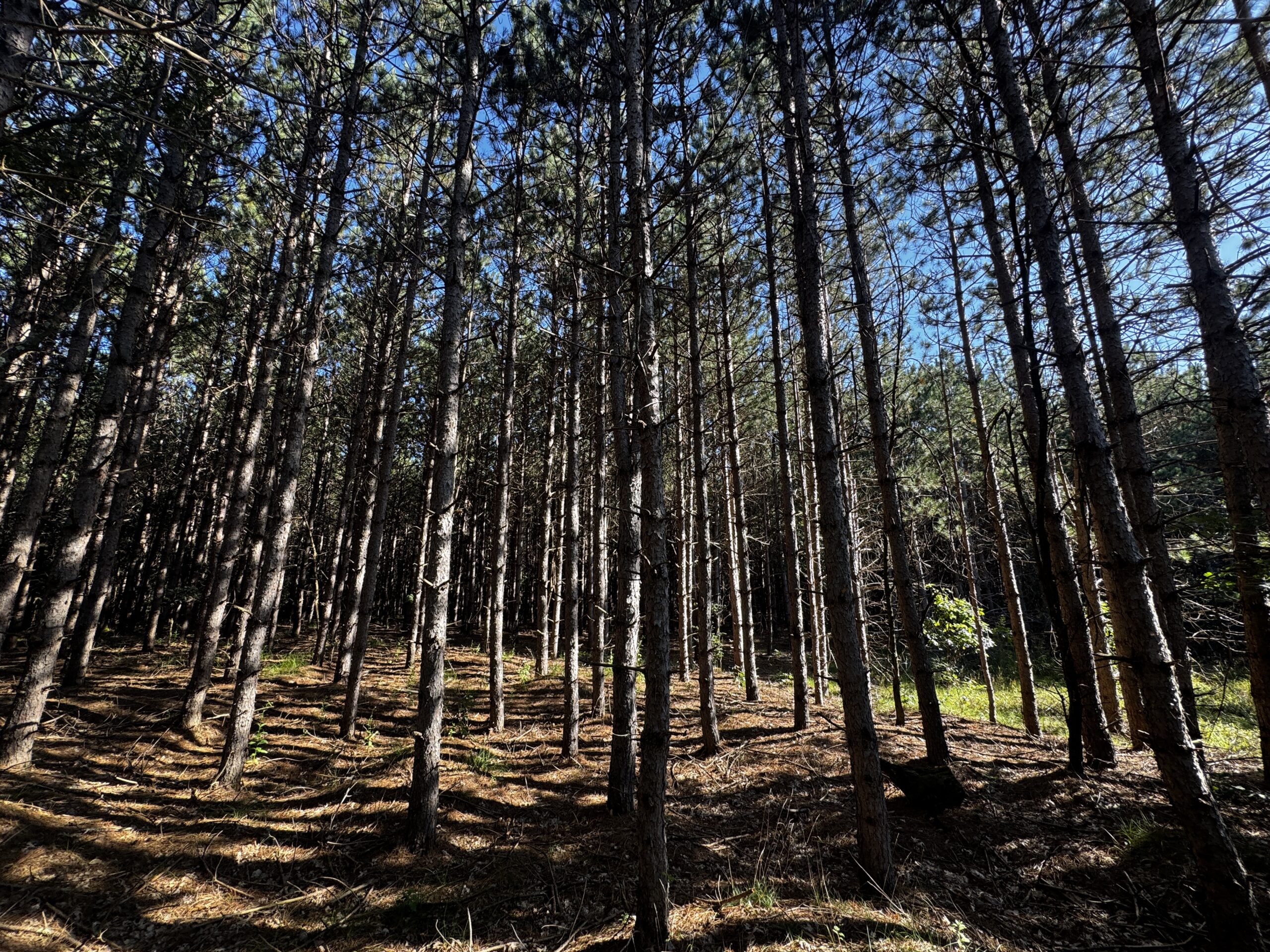 80-acre timber tract in Adams County