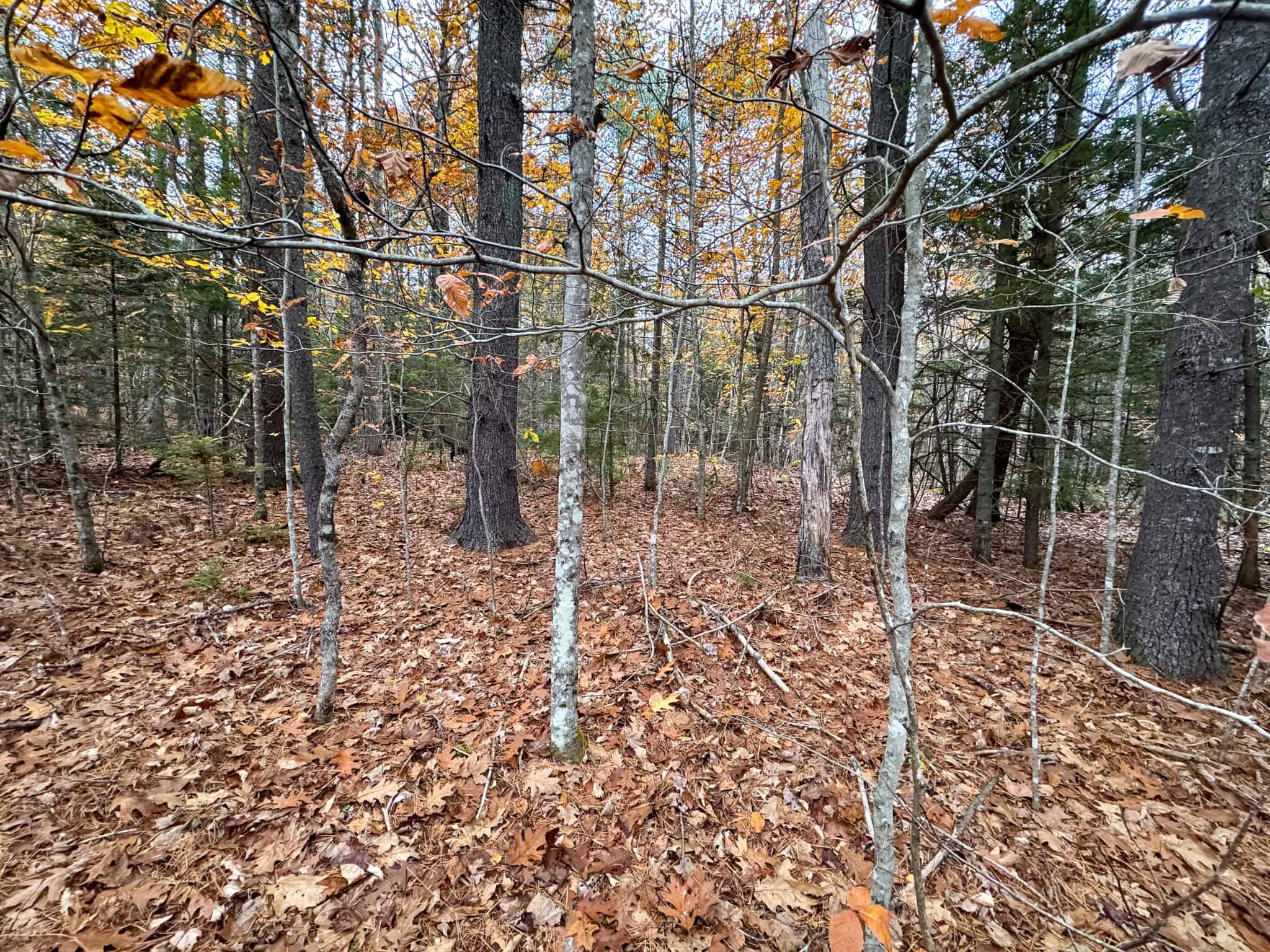 10 Acre Acreage on Quiet Dead End Road