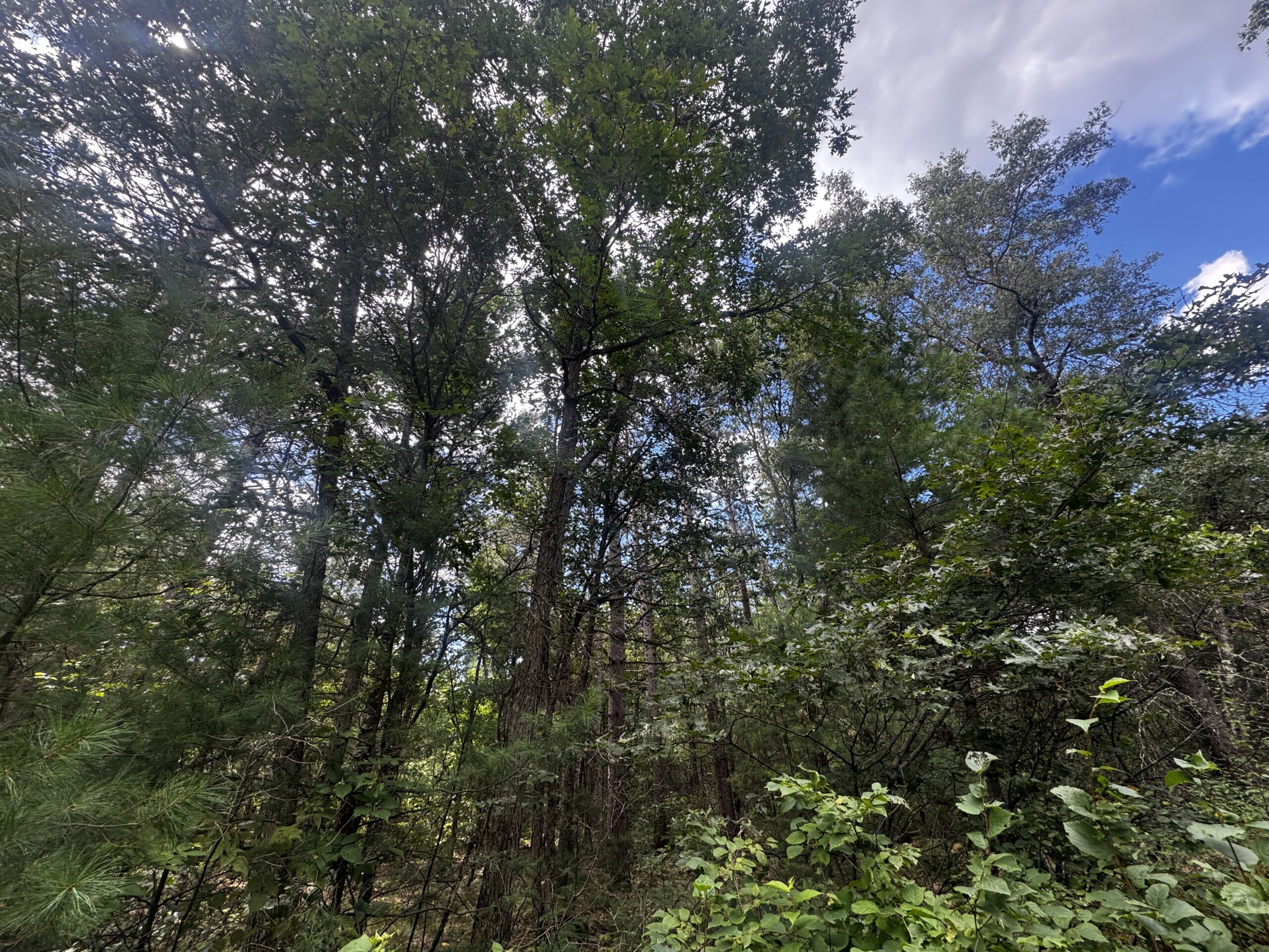 Escape to 80 acres of heavily timbered ground in Adams County