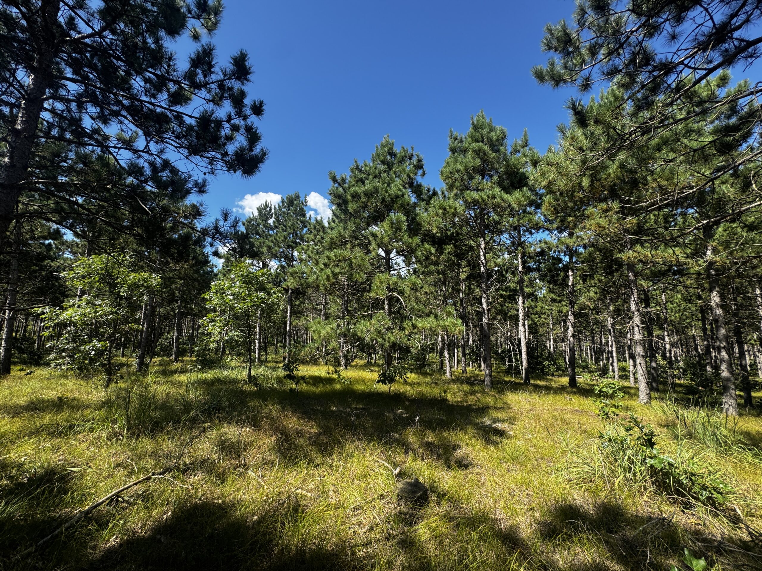 37.77-acre wooded parcel in the Town of Rome