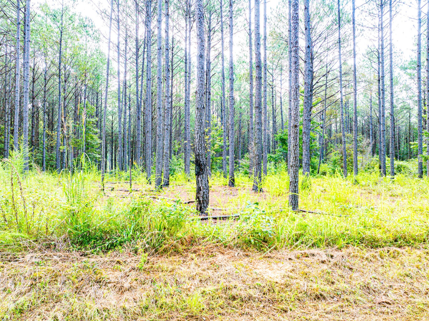 701 Acre Timber & Hunting Land Prentiss Co MS