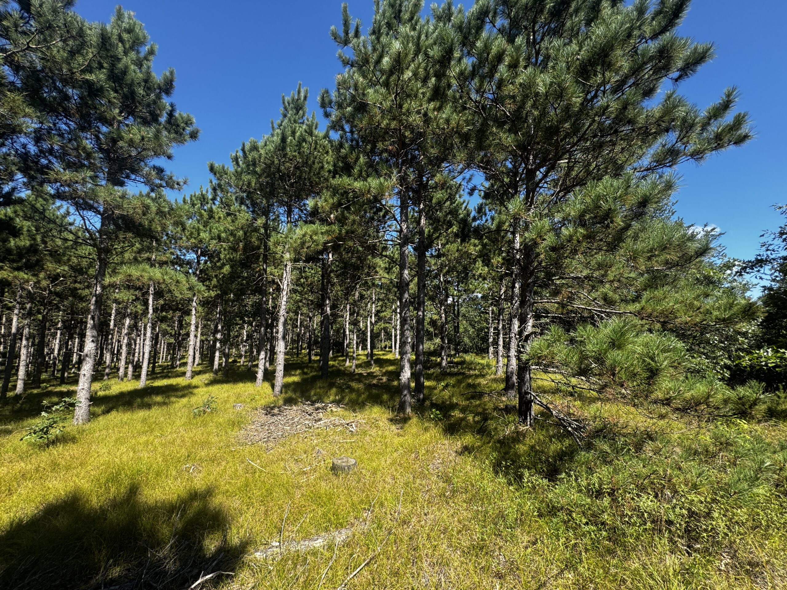 40-acre wooded parcel in the Town of Rome