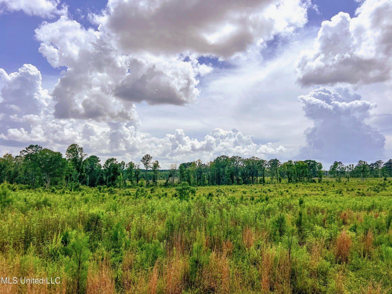Land for Sale in Amite County, MS