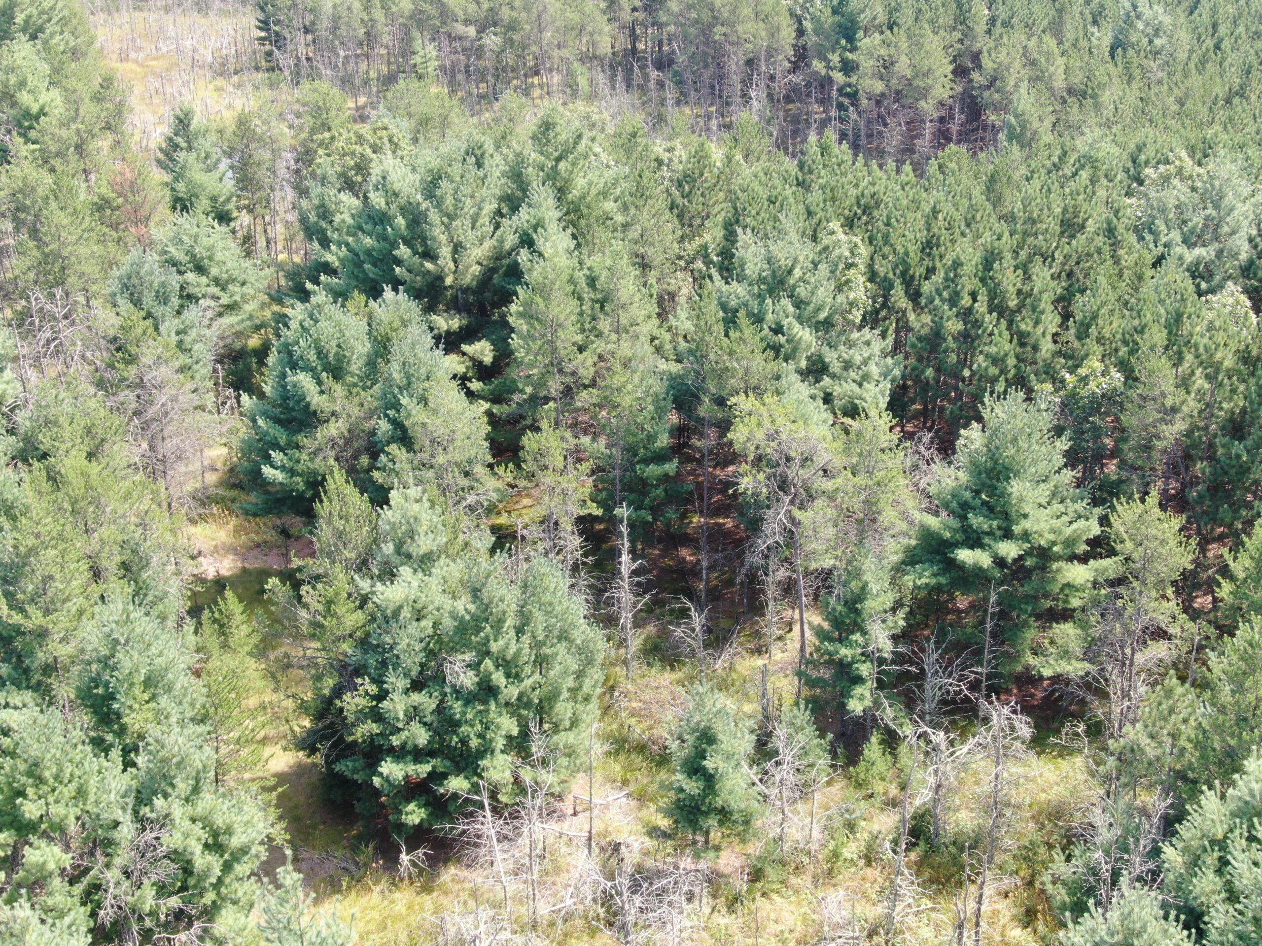 40-acre timber tract in the Town of Monroe, Adams County