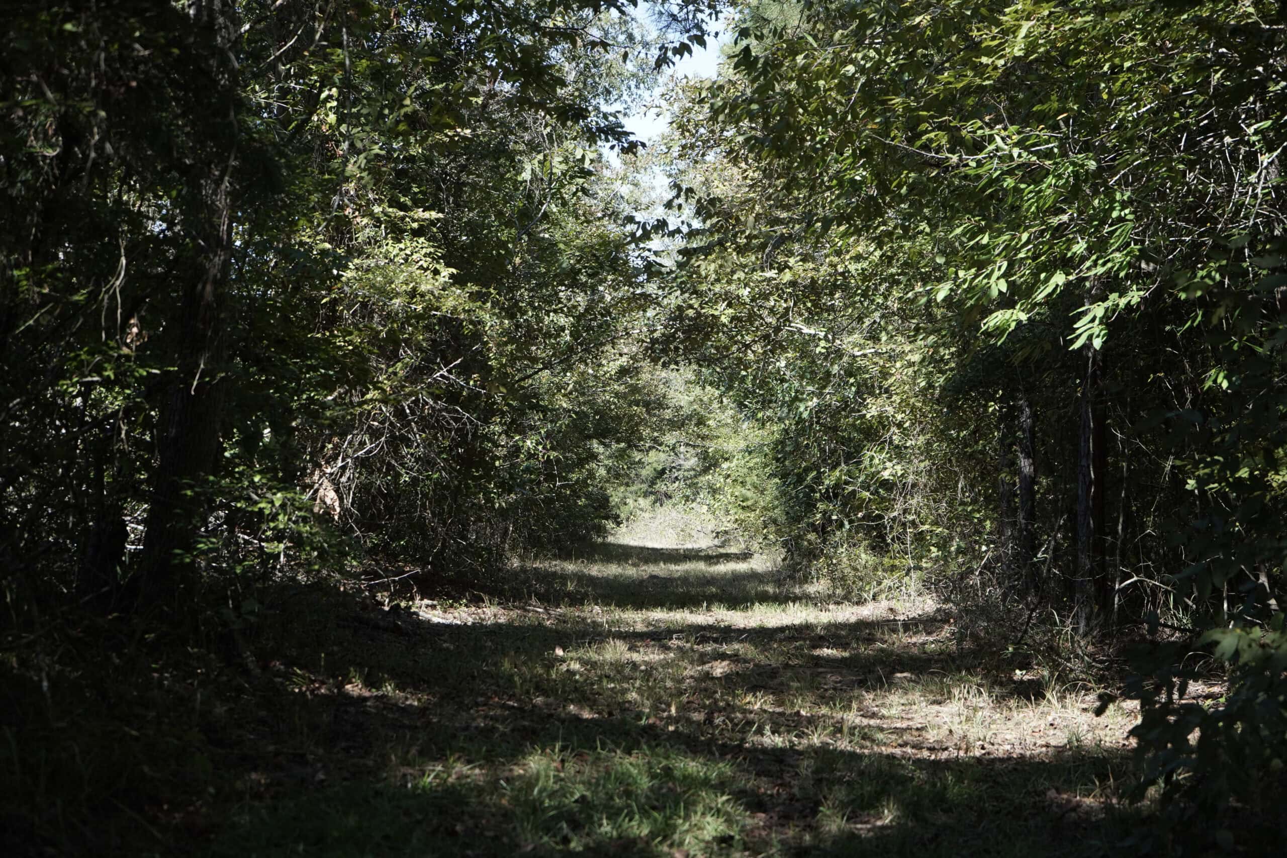 Affordable Lincoln Parish Land for Sale – Tract 4