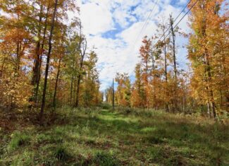 33+ Acre Hunting Camp with Cabin Near Gaylanta Lake, Atlanta MI