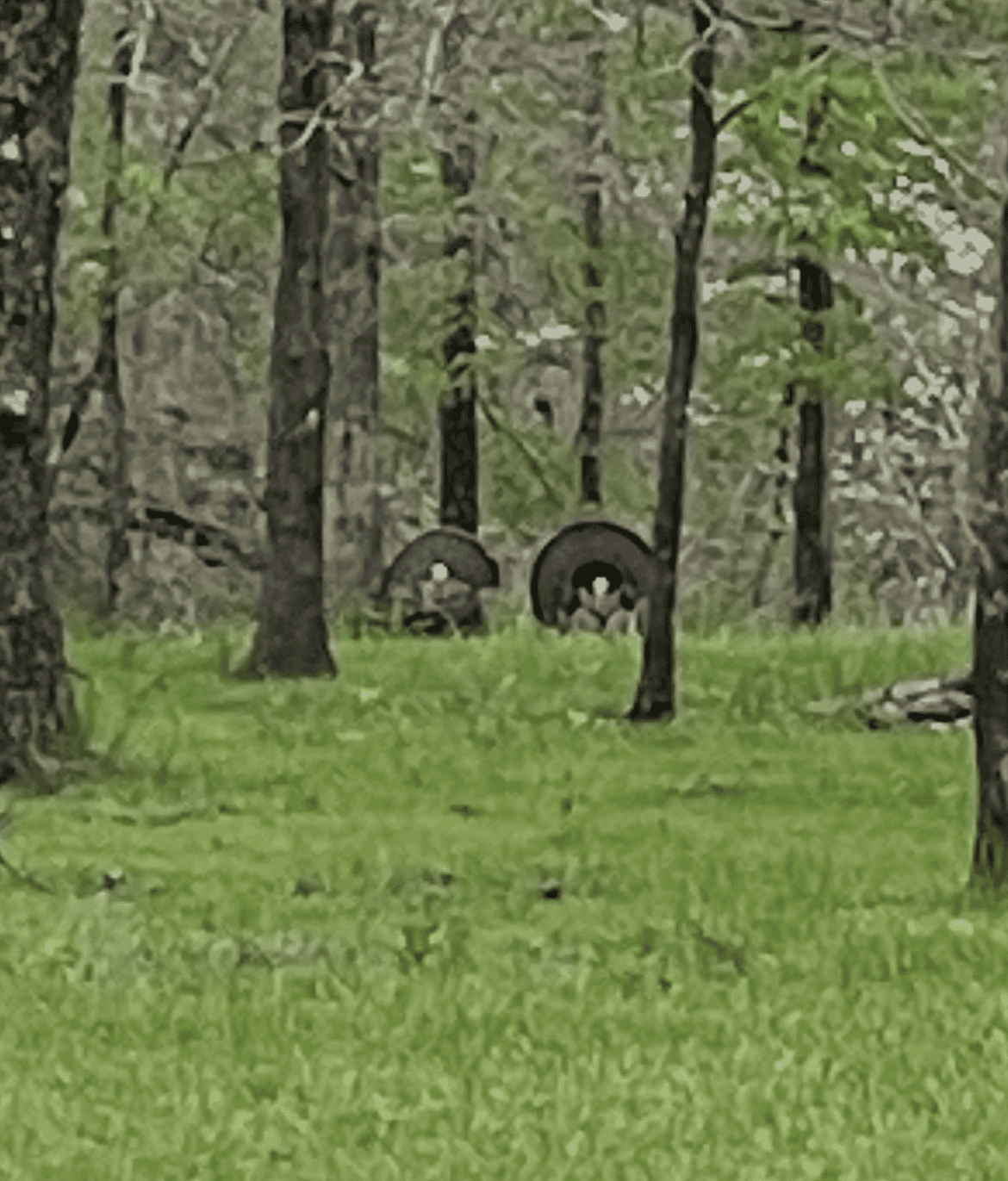 Country Home with Hunting Land – Hickory County