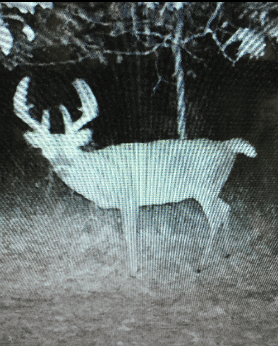 Country Home with Hunting Land – Hickory County