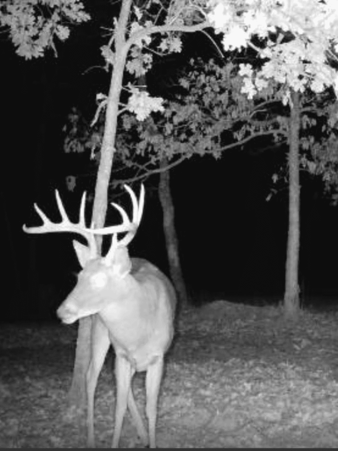 Country Home with Hunting Land – Hickory County