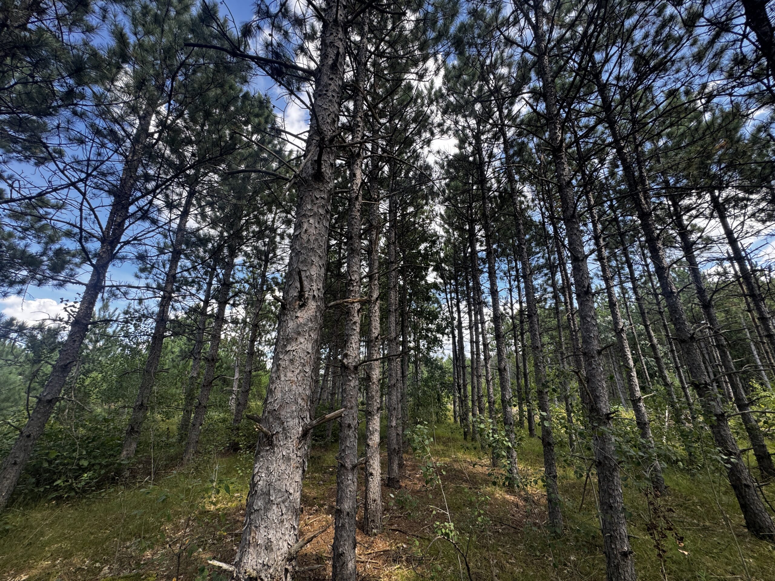 40-acre timber tract in Adams County