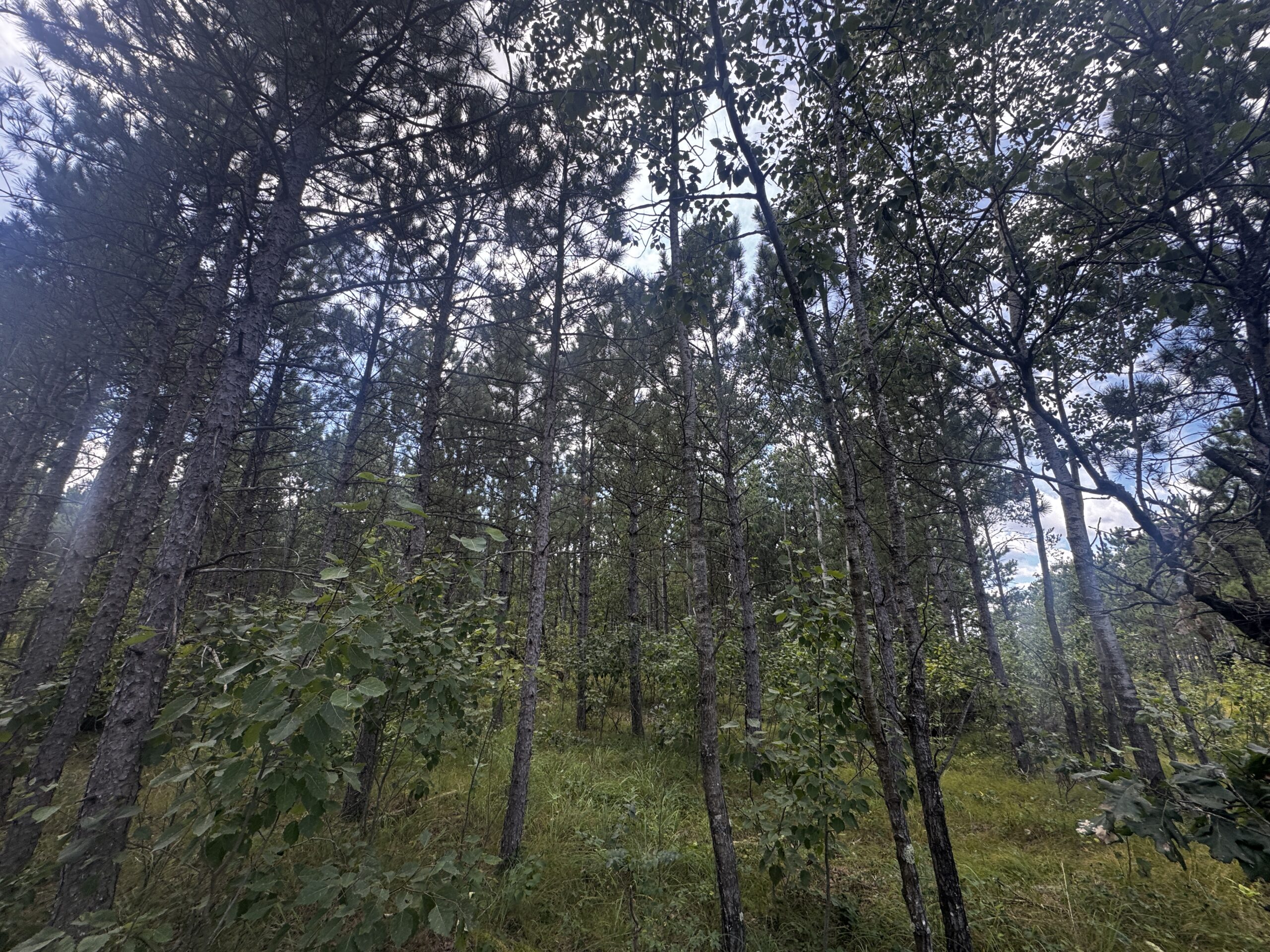 80-acre timber tract in Adams County