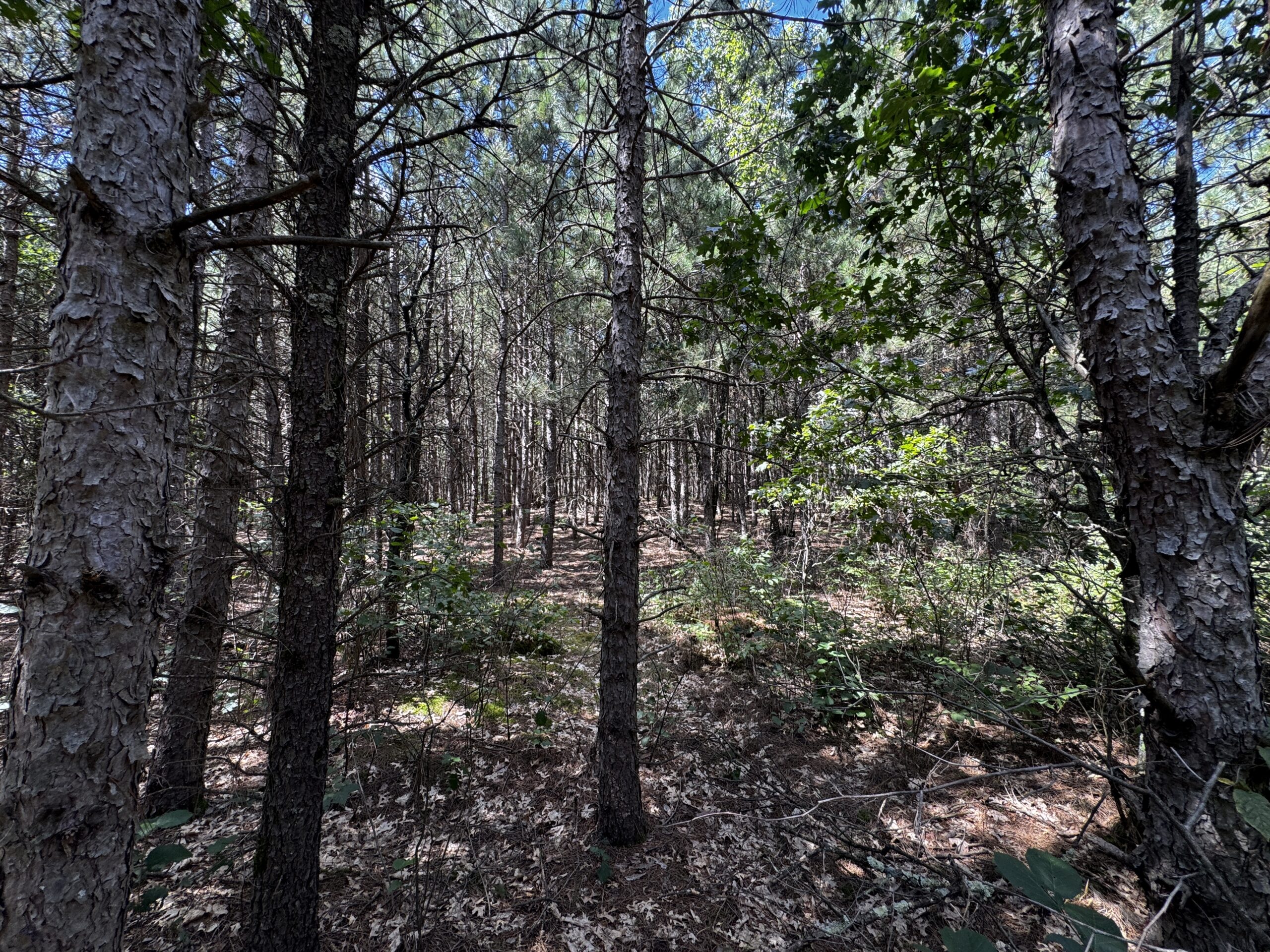 40-acre corner parcel in the Town of Big Flats, Adams County