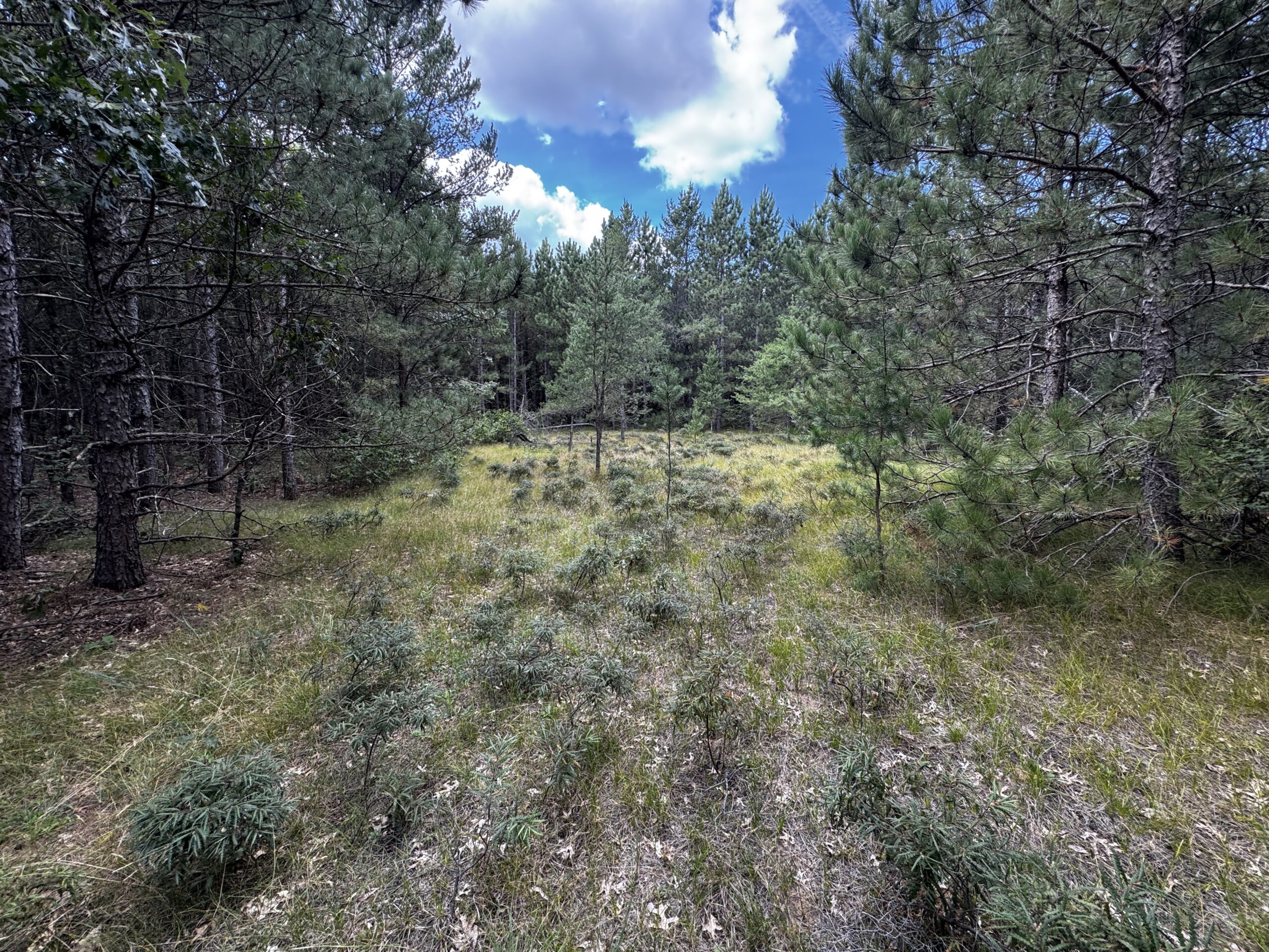 40-acre timbered tract in the Town of Big Flats