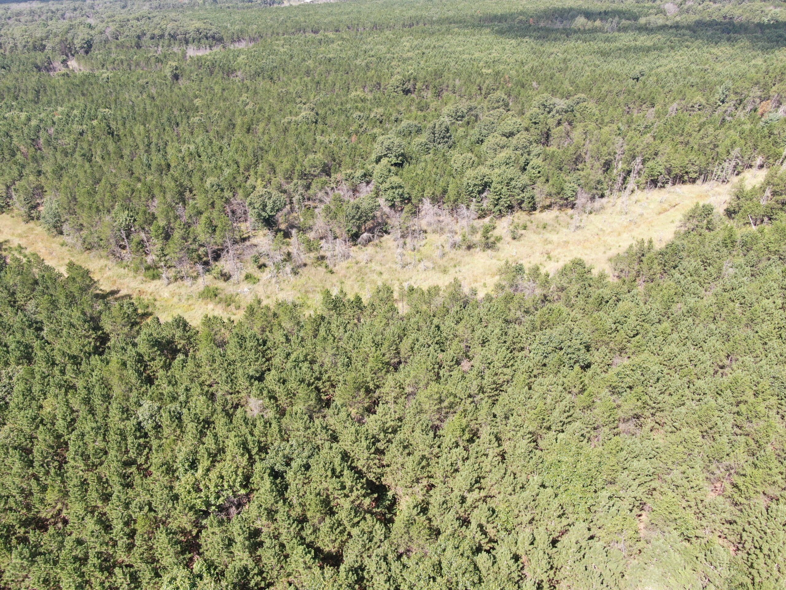 80-acre timber tract in the Town of Big Flats