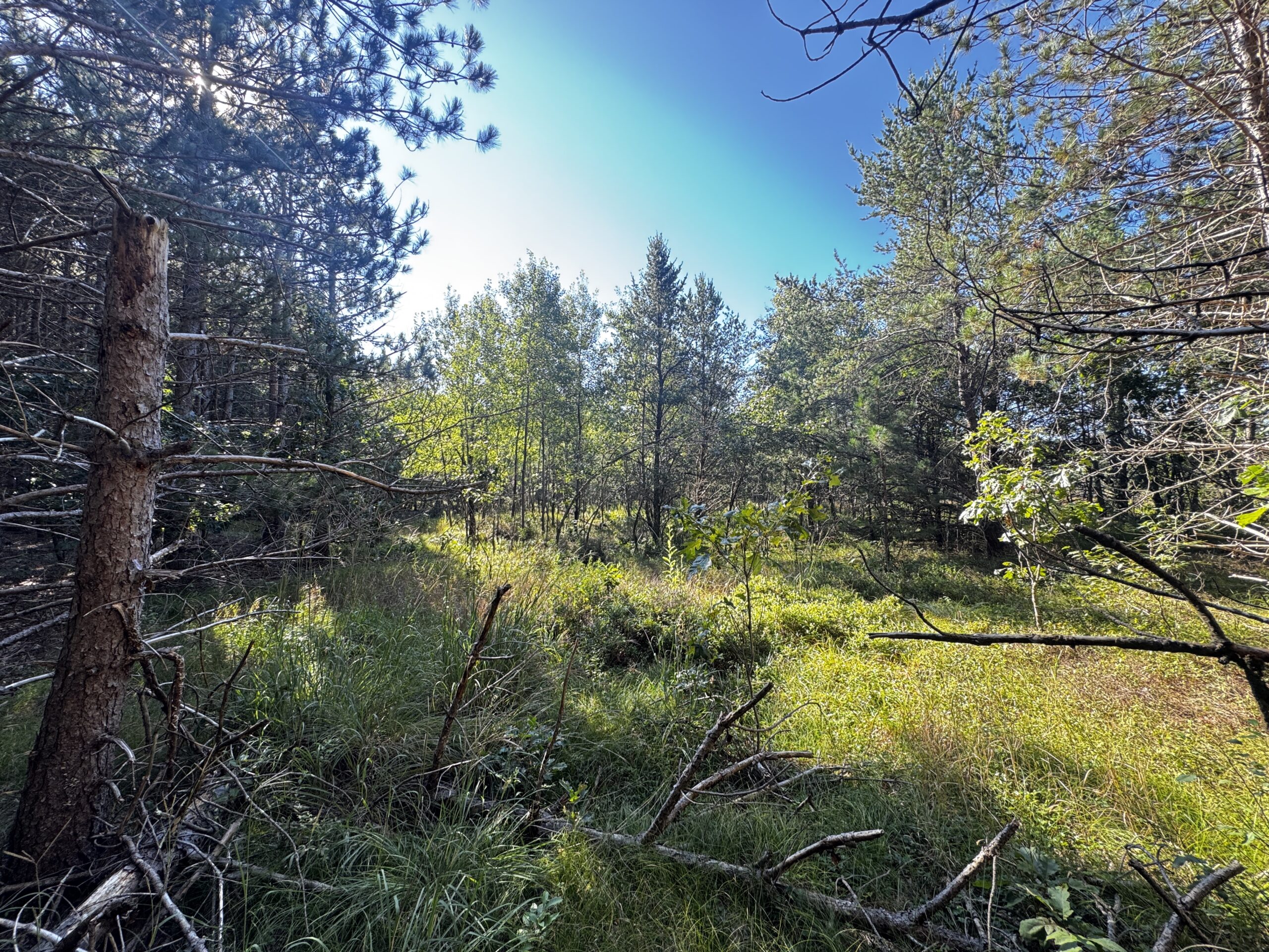 80-acre timber tract in Adams County