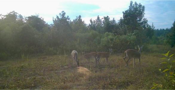 40 Acres Beauregaurd Parish LA