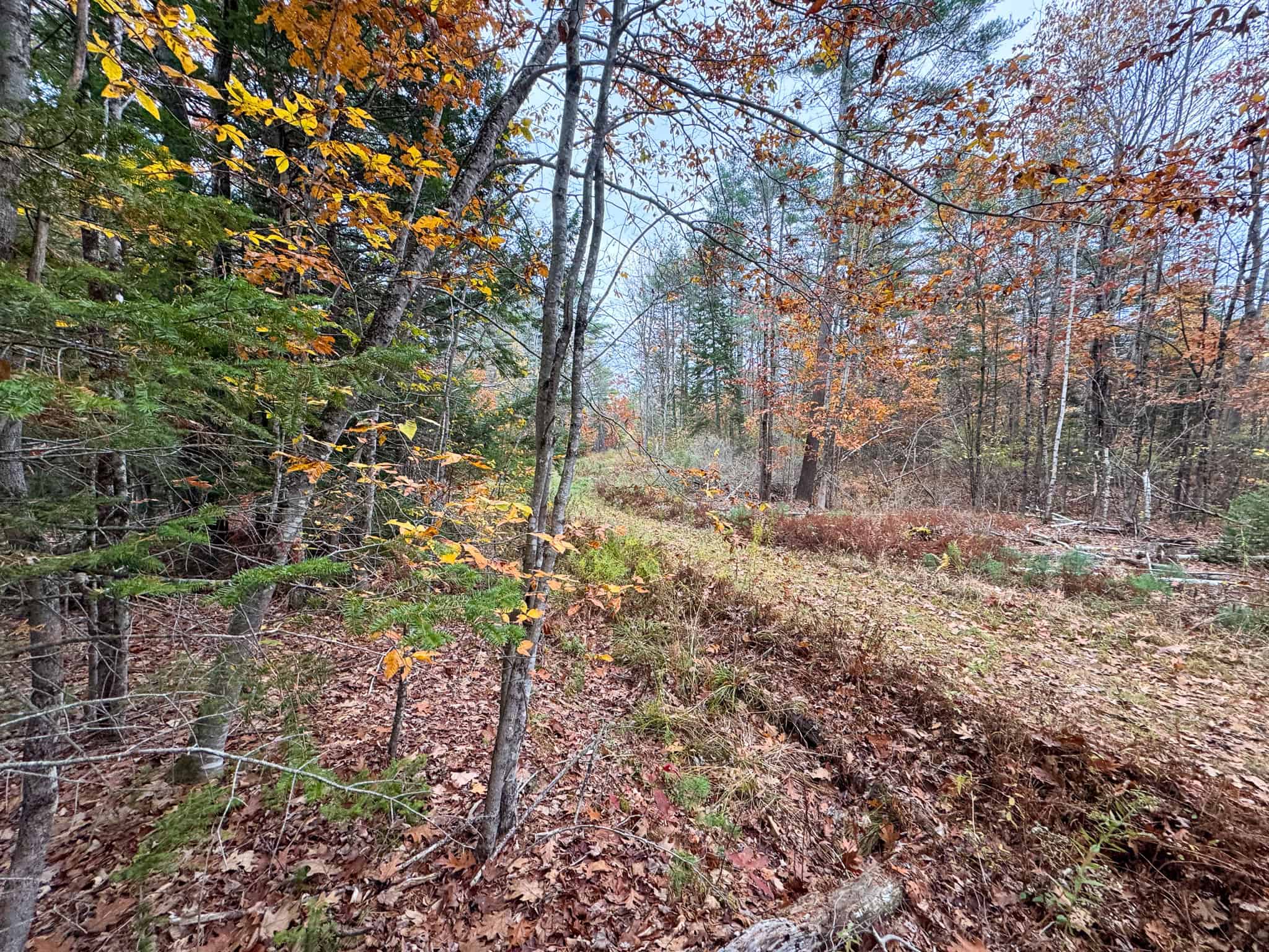 10 Acre Acreage on Quiet Dead End Road