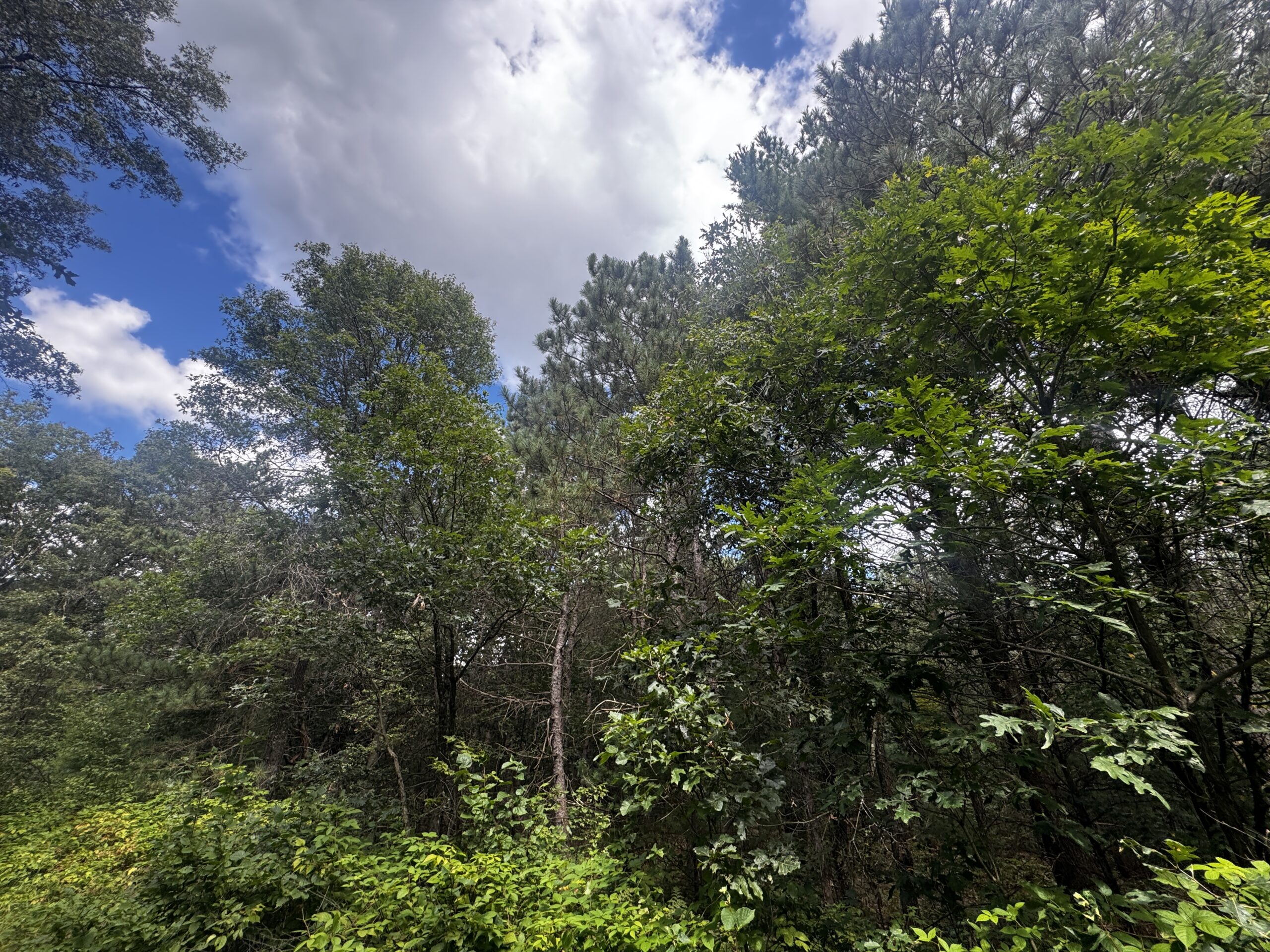 Escape to 80 acres of heavily timbered ground in Adams County
