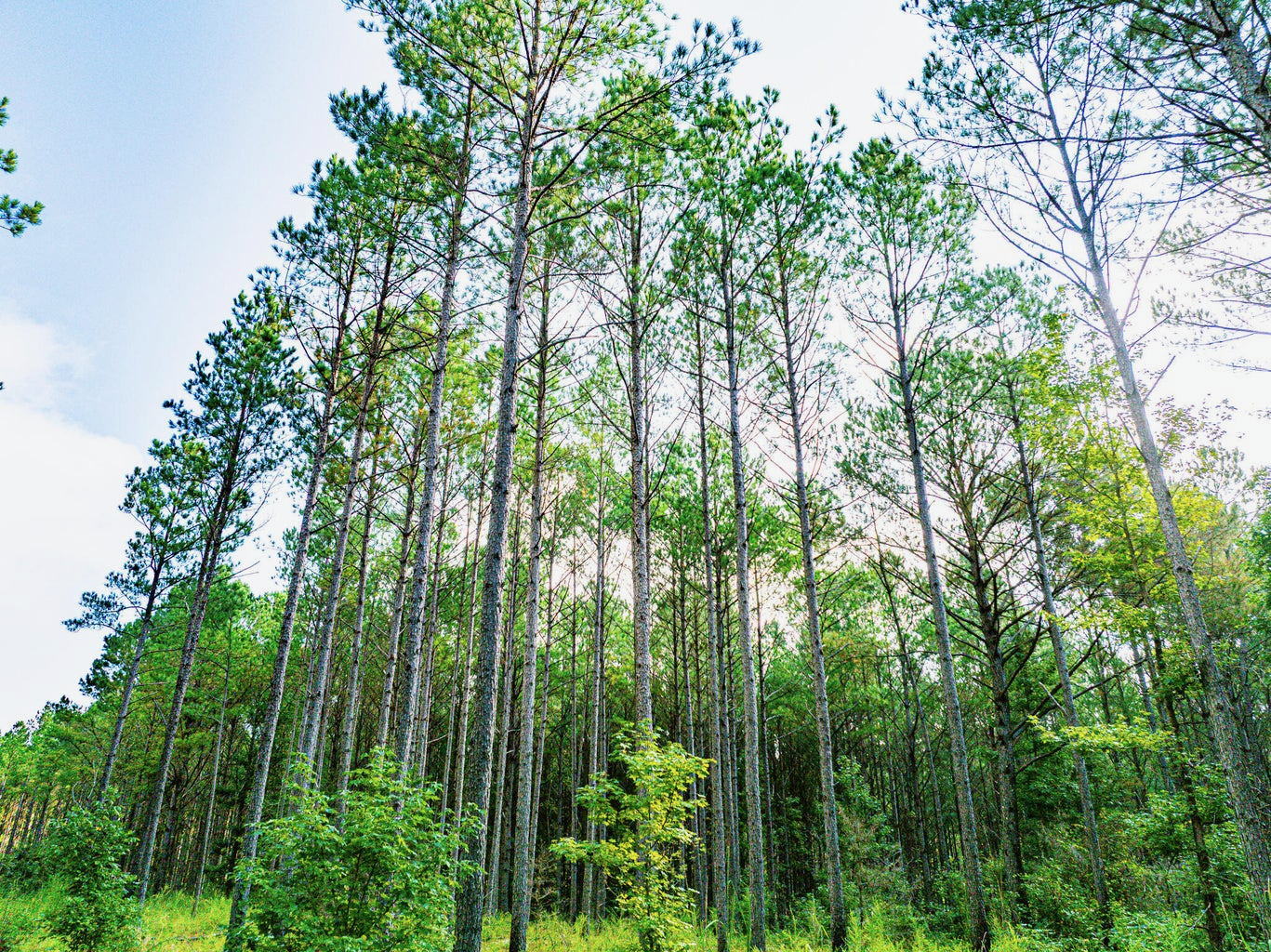 701 Acre Timber & Hunting Land Prentiss Co MS