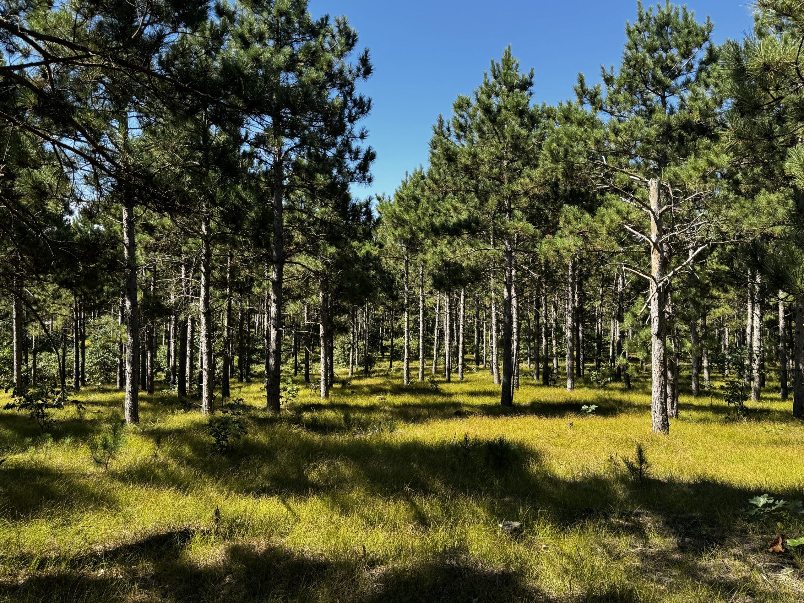 40-acre wooded parcel in the Town of Rome