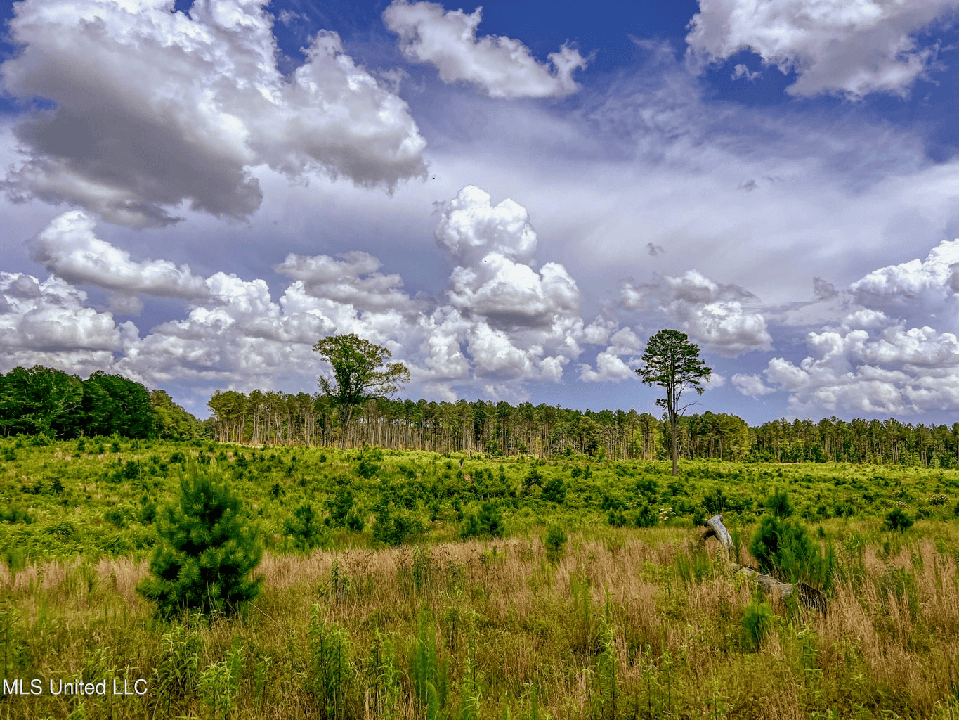 Land for Sale in Amite County, MS