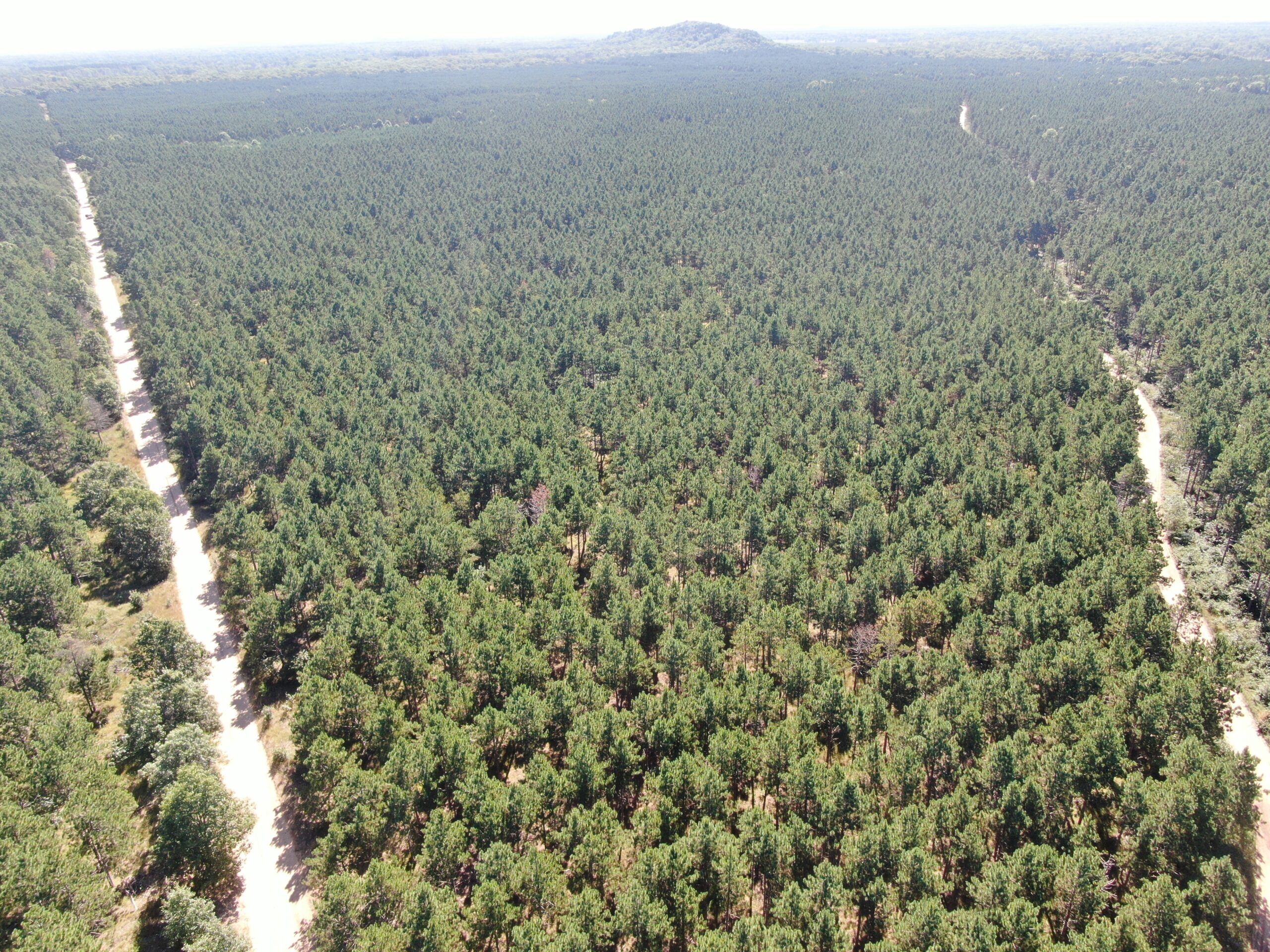 77-acre timber tract in the Town of Rome