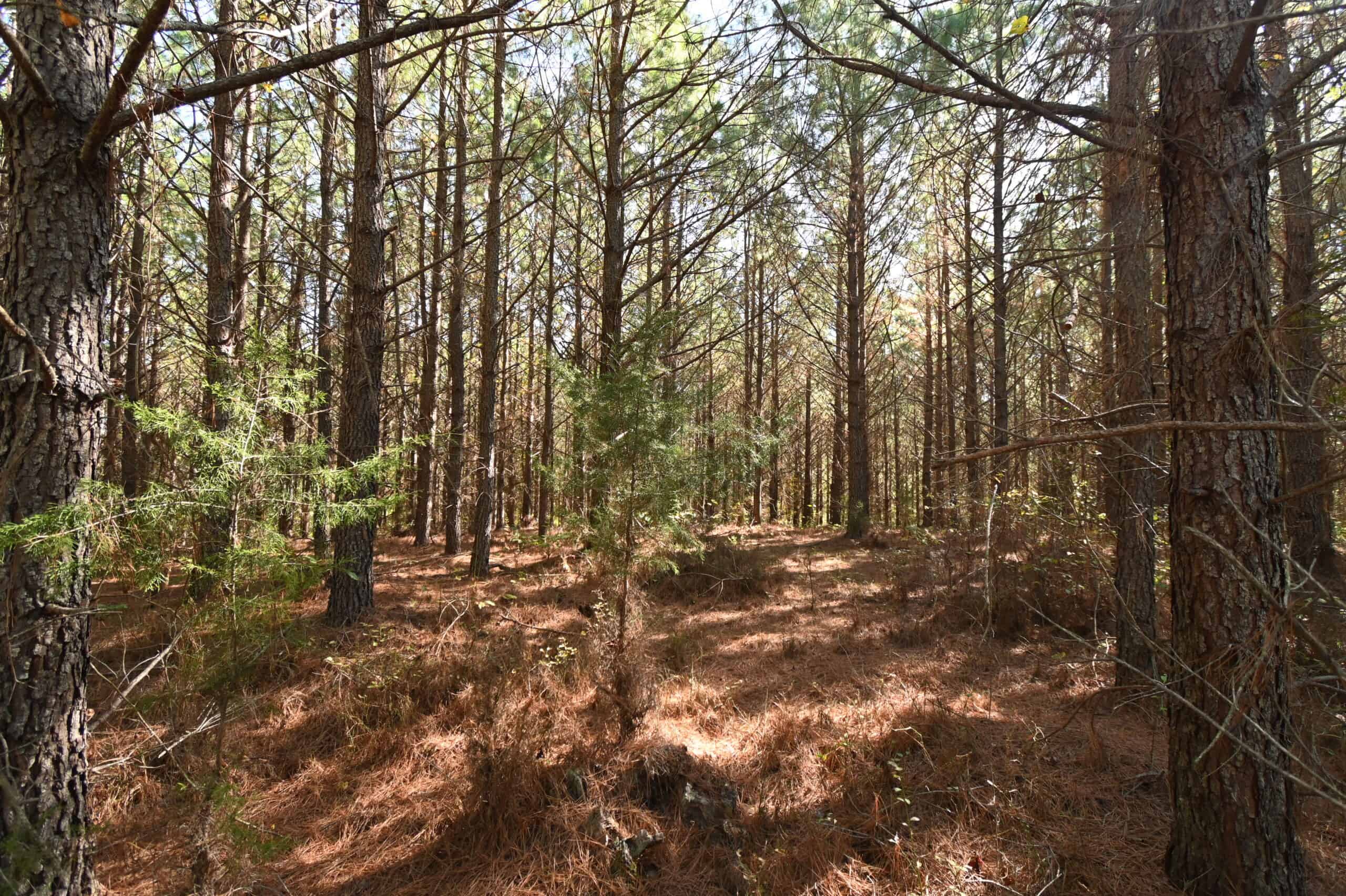 79.49 Acres Hunting and Timberland For Sale in Linden, TN